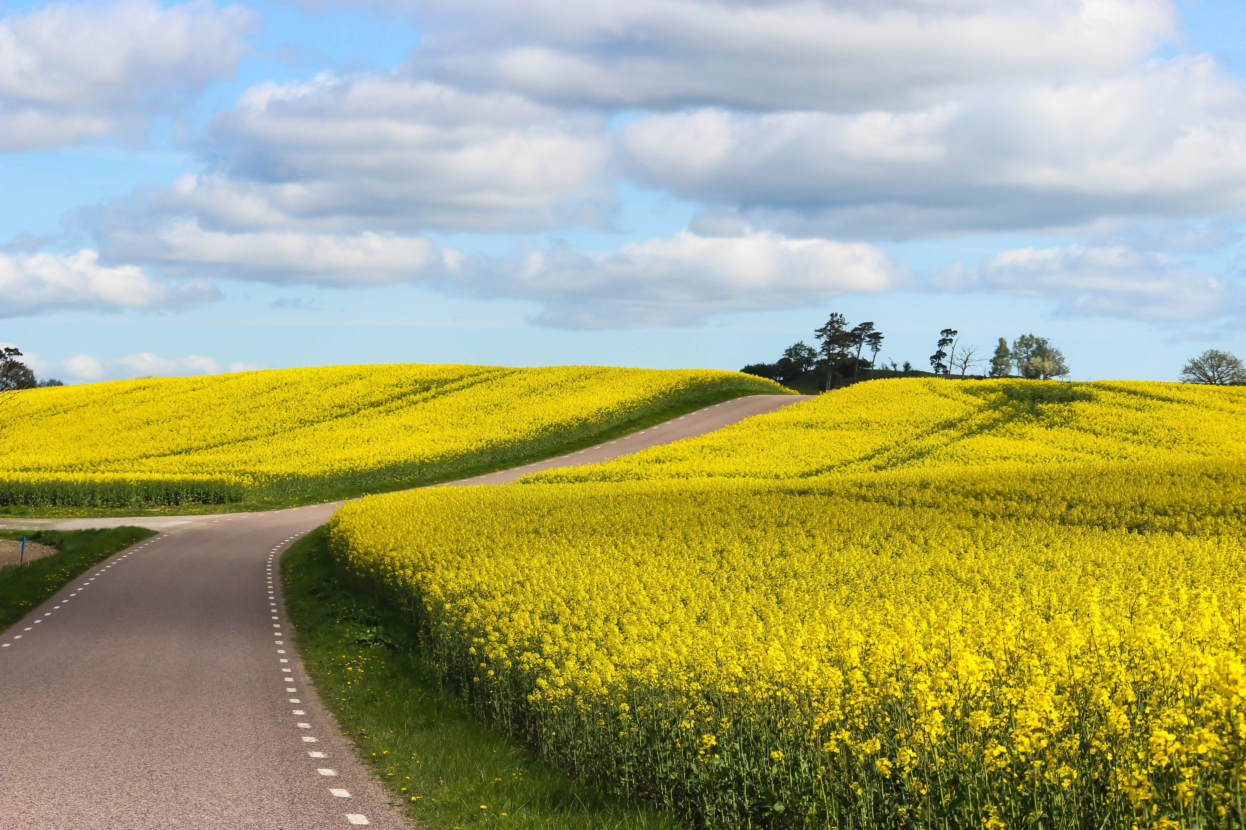 oilseed rape, tranquil scene, tranquility, beauty in nature, field, day, environment, yellow, agriculture, plant, cloud - sky, nature, rural scene, outdoors, HD Wallpaper