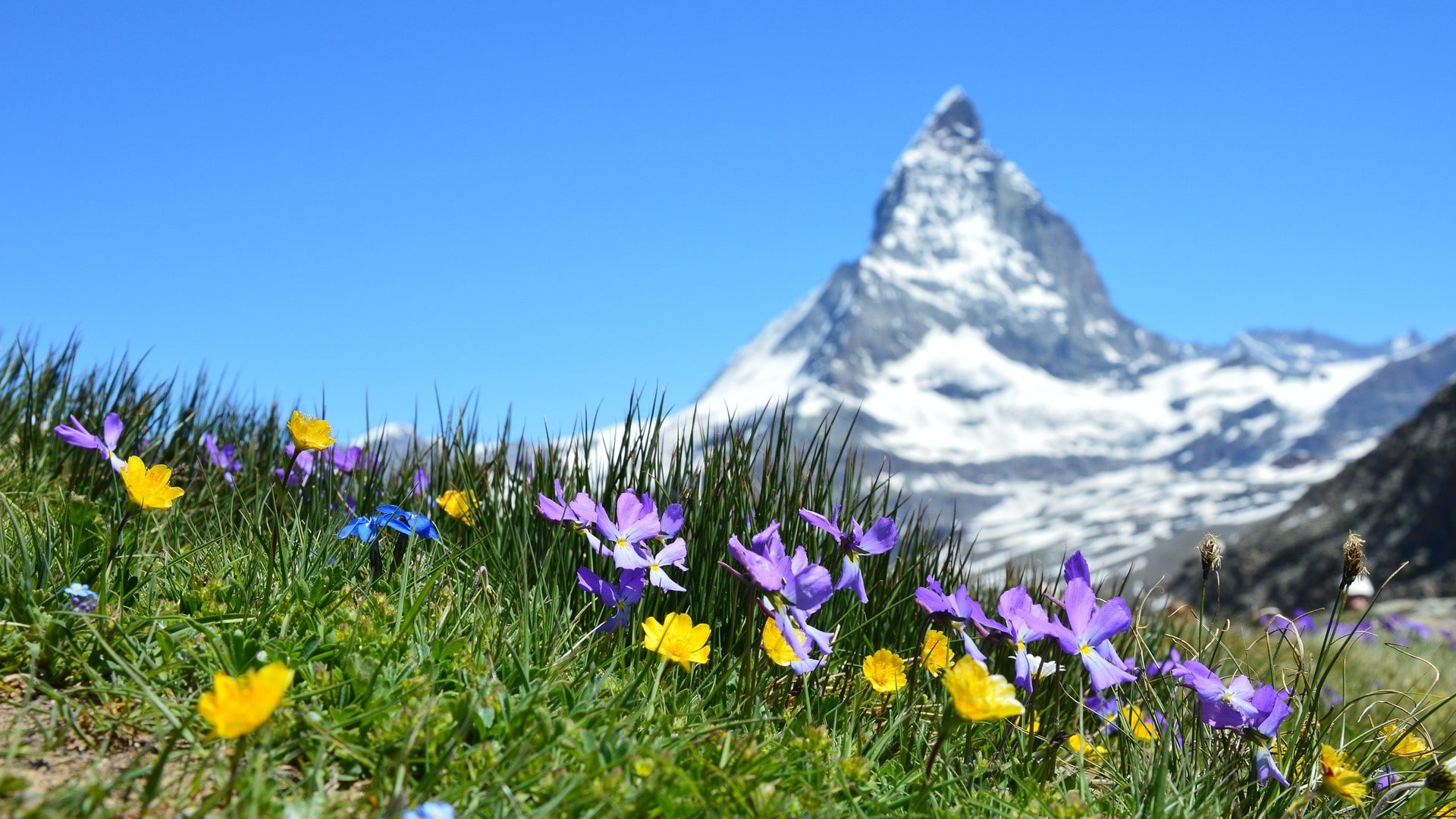 landscape, 1080P, sky, grass, photography, summer, mountains, snow, Matterhorn, nature, hills, Switzerland, plants, HD Wallpaper