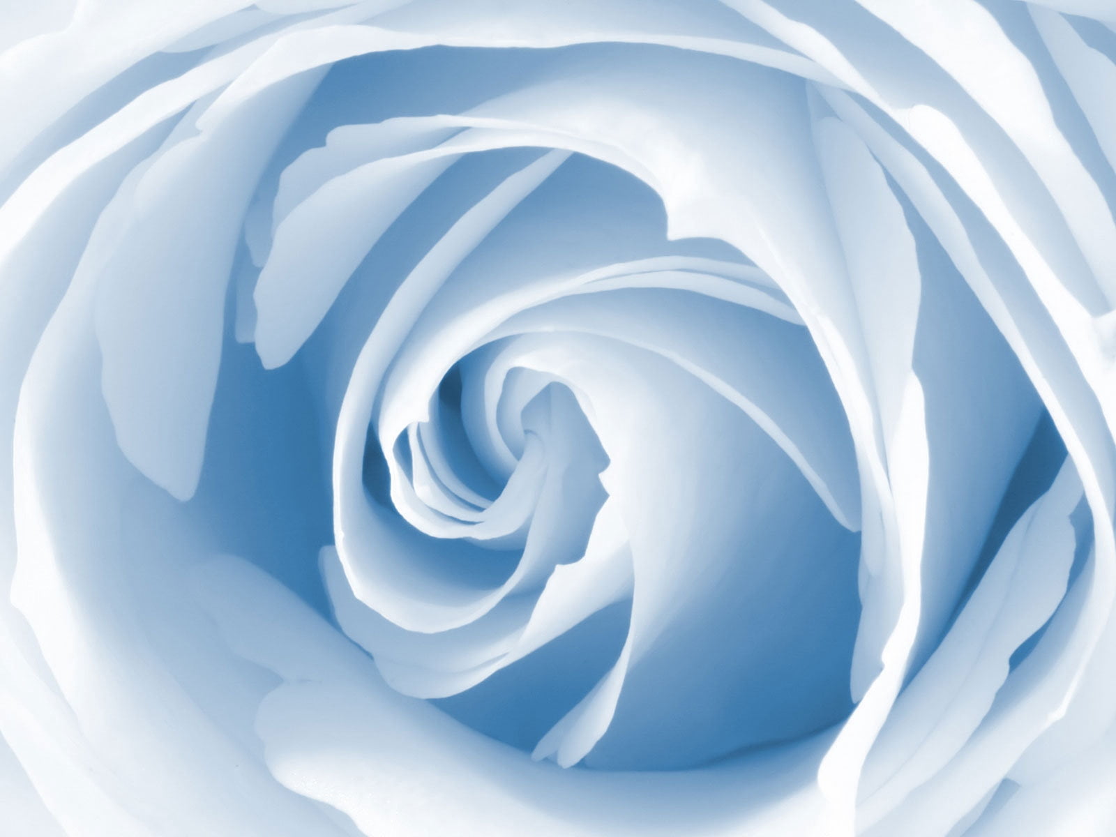 plant, rose, spiral, ideas, vulnerability, white color, decoration, nature, inflorescence, fragility, computer Graphic, digitally Generated Image, illustration, HD Wallpaper