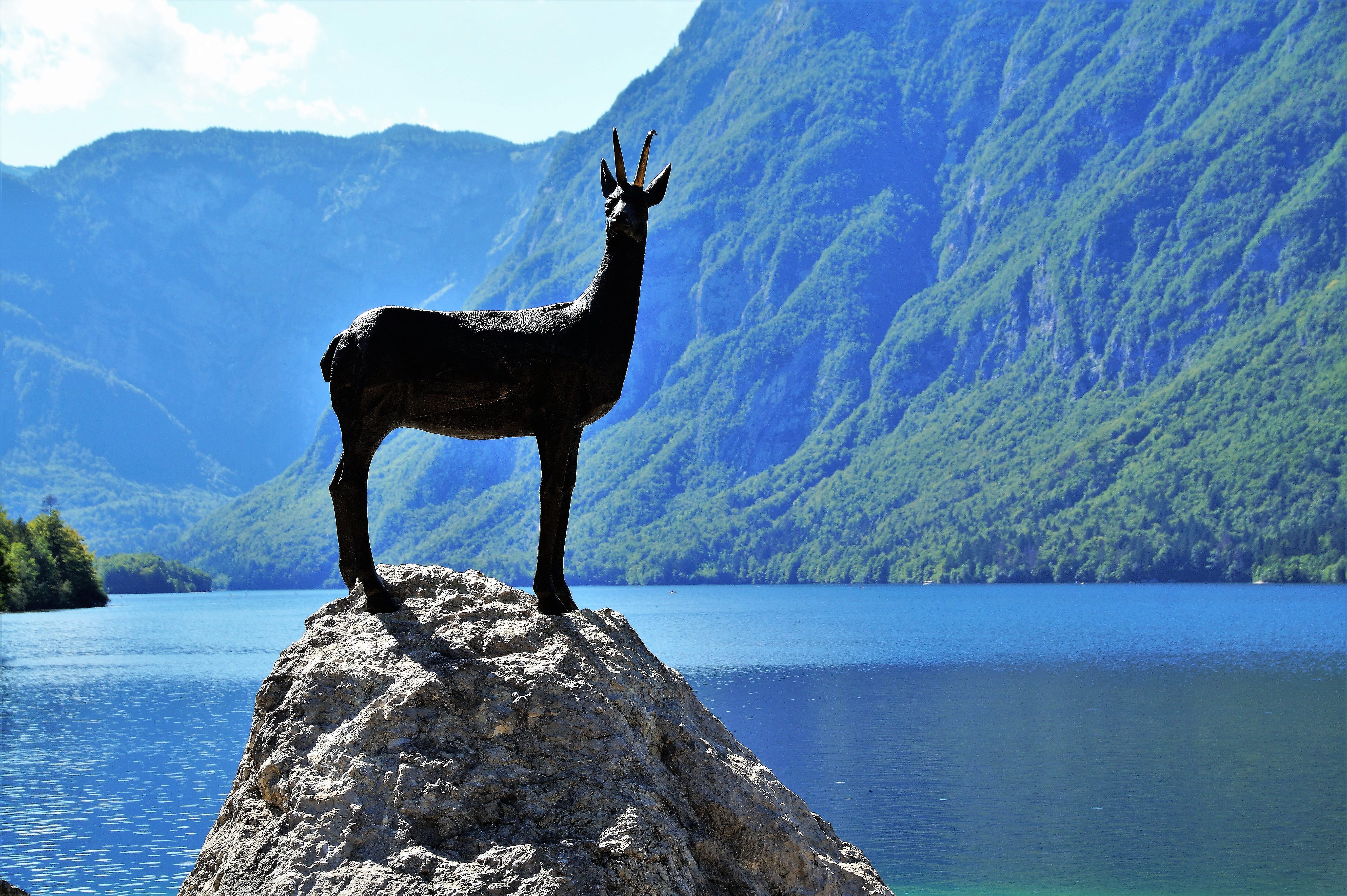 outdoors, memorial, mountain lake, julian alps, lake bohinj, animal themes, animal wildlife, day, domestic animals, bohinj, tranquil scene, standing, rock, HD Wallpaper