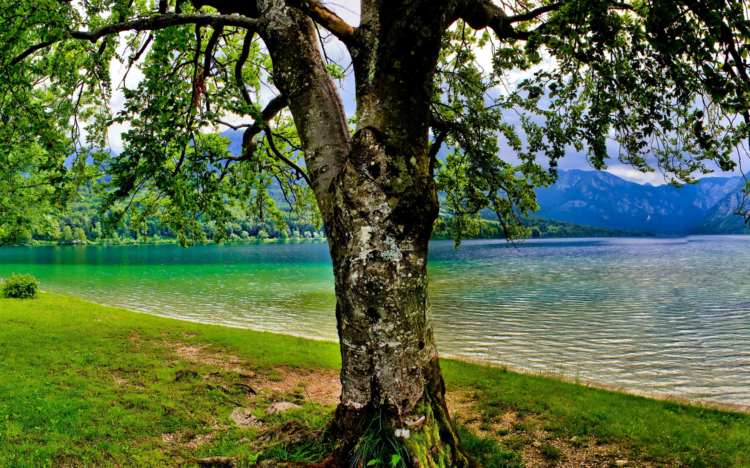 slovenia, hd, 2K, spring, tree, bohinj, green, nature, grass, high, lake, mountains, definition, photo, HD Wallpaper