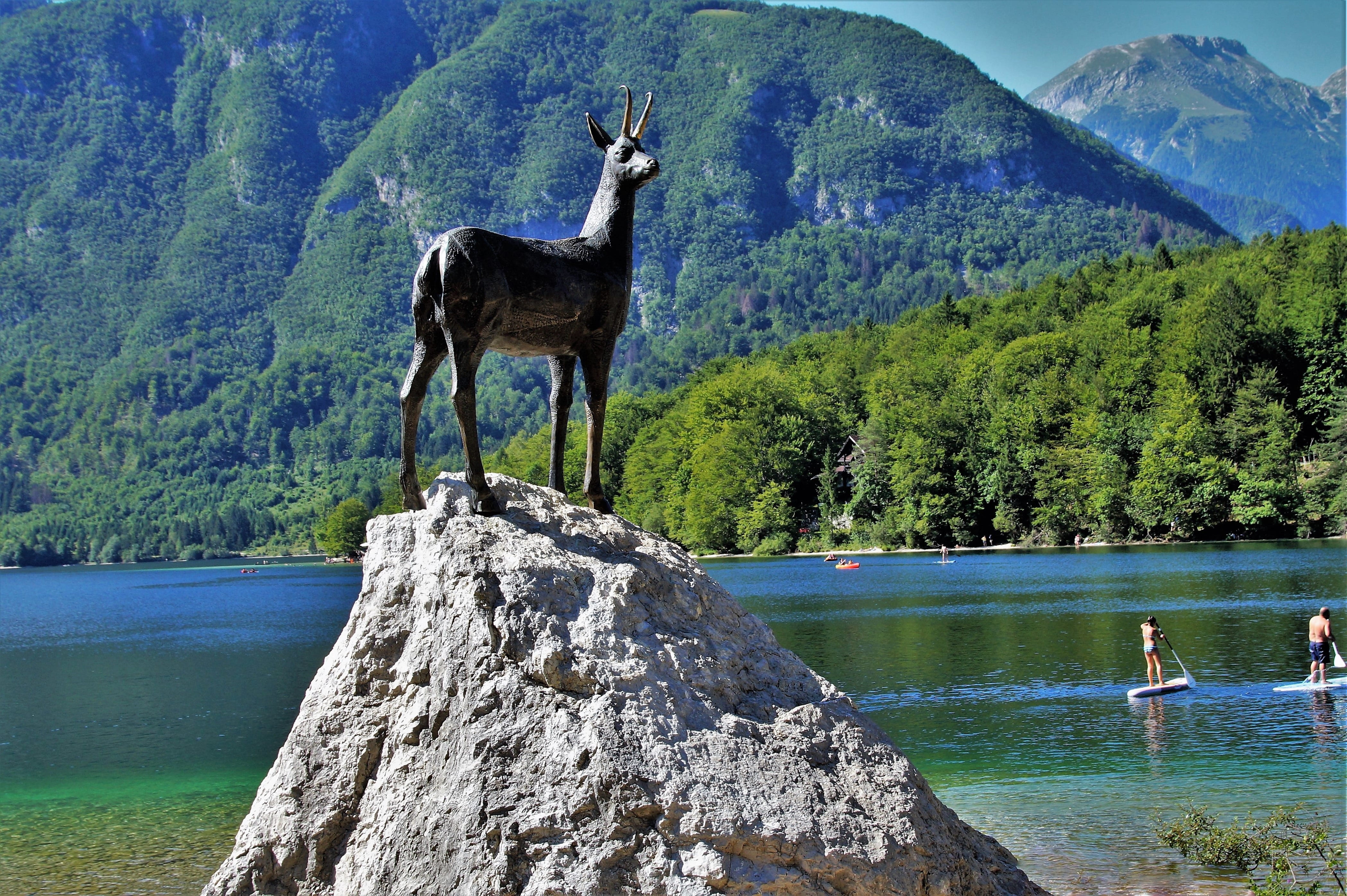 bohinj lake, vertebrate, lake bohinj, tranquil scene, mountain range, slovenia, plant, animal themes, day, one animal, mountain, standing, animal wildlife, HD Wallpaper