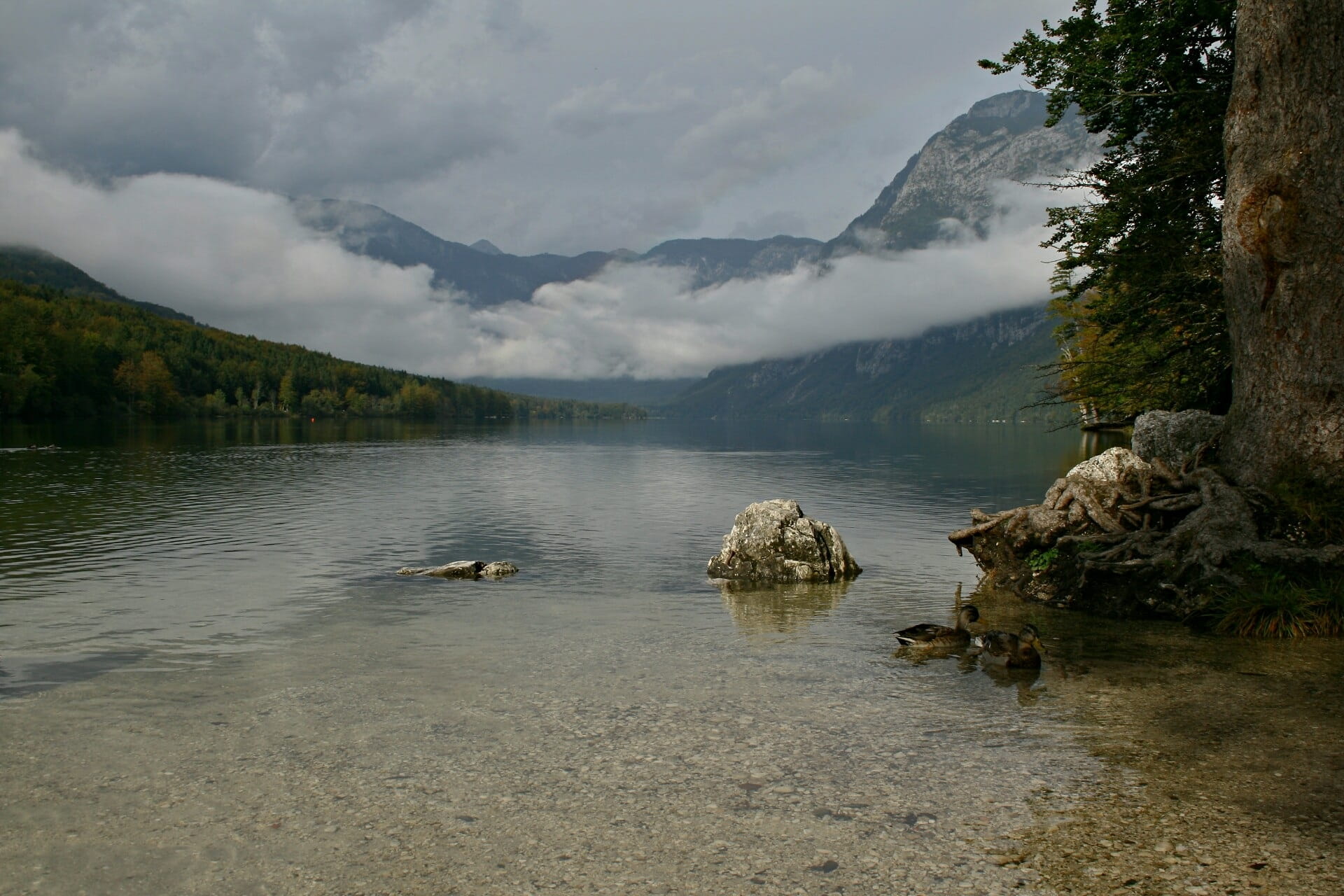 Lake, water, day, sky, cloud - sky, mountain, nature, Slovenia, tranquility, no people, forest, 1080P, plant, beauty in nature, Bohinj, bohinj, outdoors, HD Wallpaper