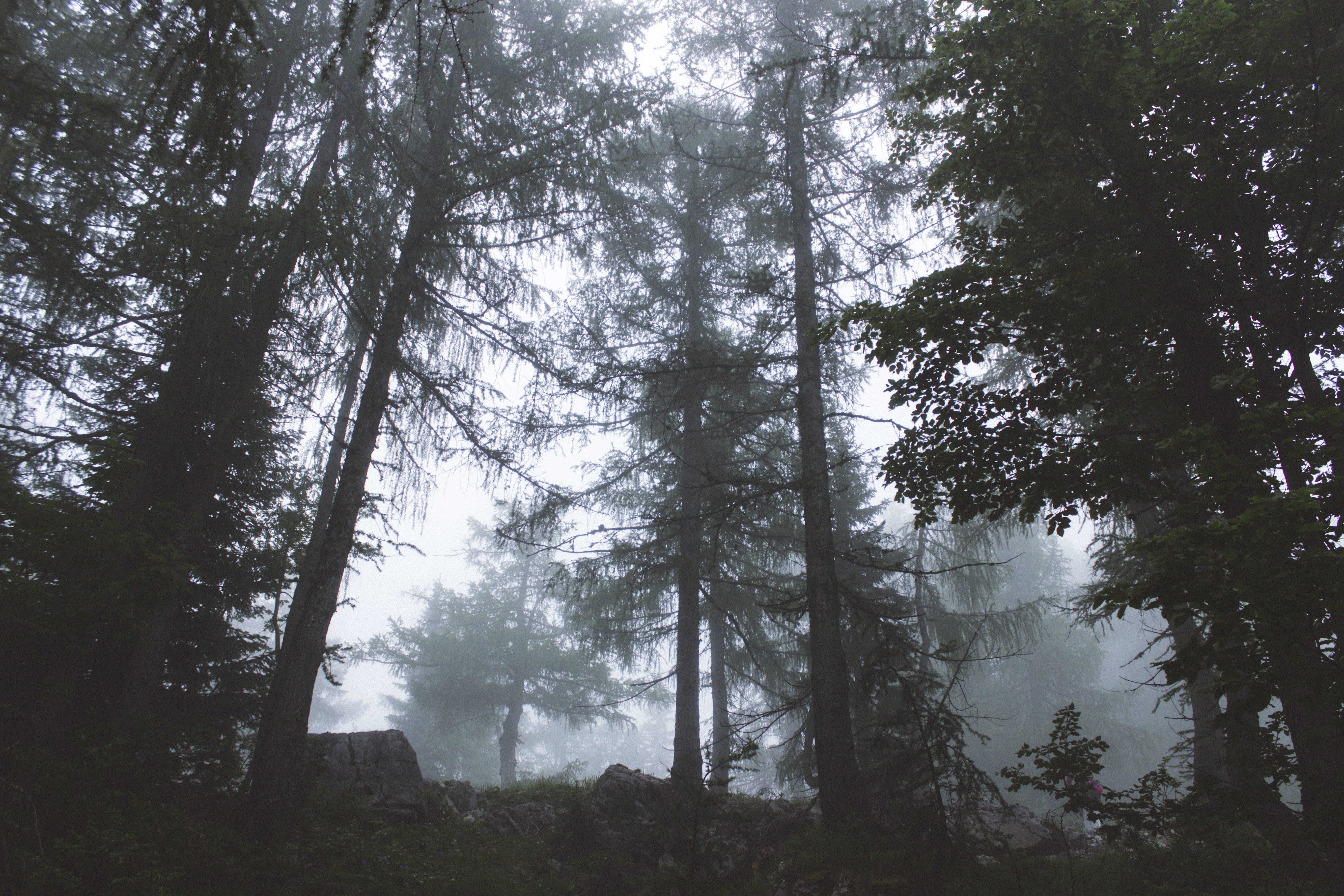 scenics - nature, non-urban scene, land, bohinjsko jezero, forest, woodland, no people, growth, trees, žičnice vogel bohinj, trunk, adventure, sky, low angle view, HD Wallpaper