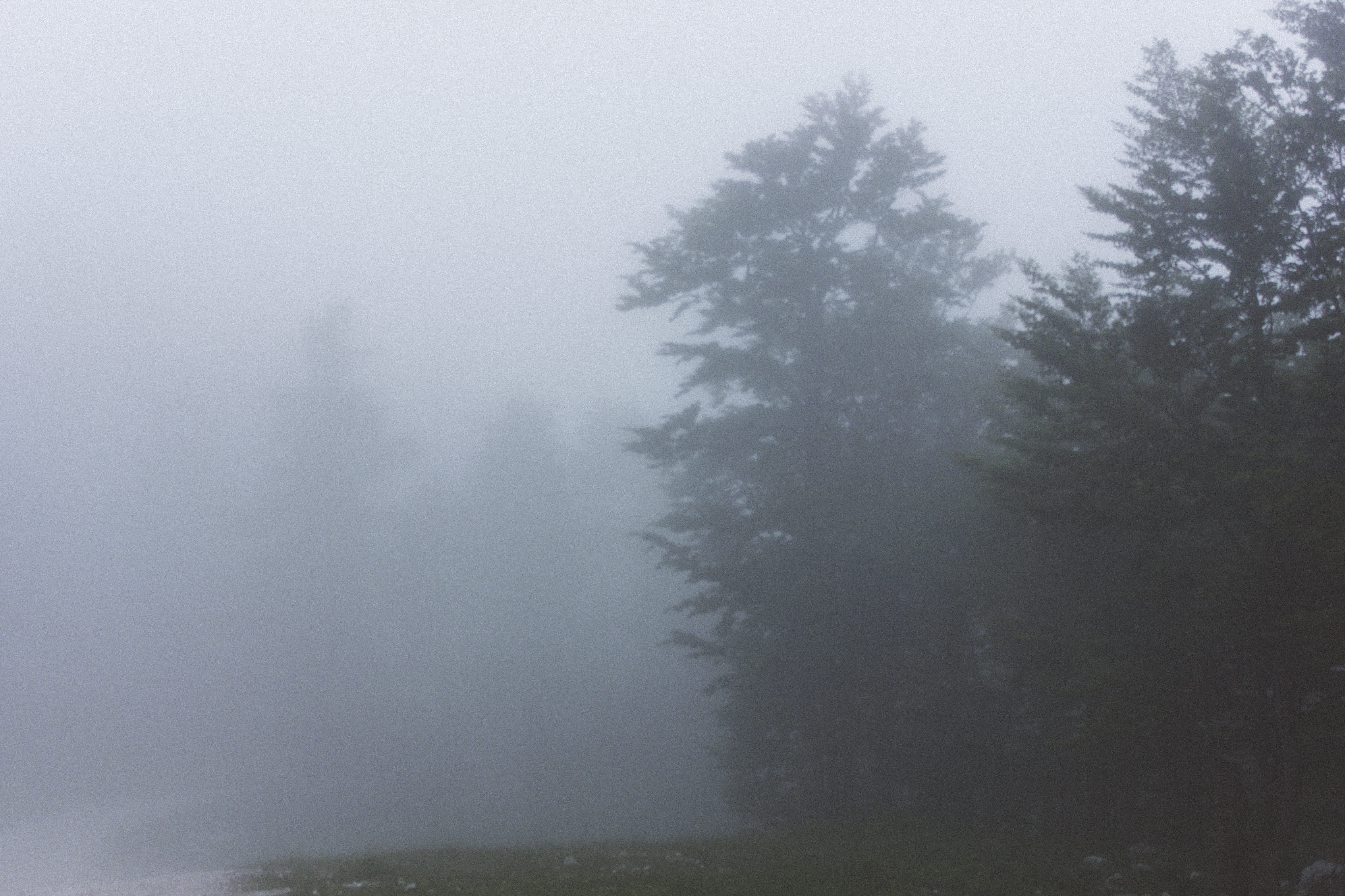 winter, bohinjsko jezero, fog, land, landscape, idyllic, plant, cold temperature, tranquility, no people, adventure, non-urban scene, forest, slovenia, HD Wallpaper