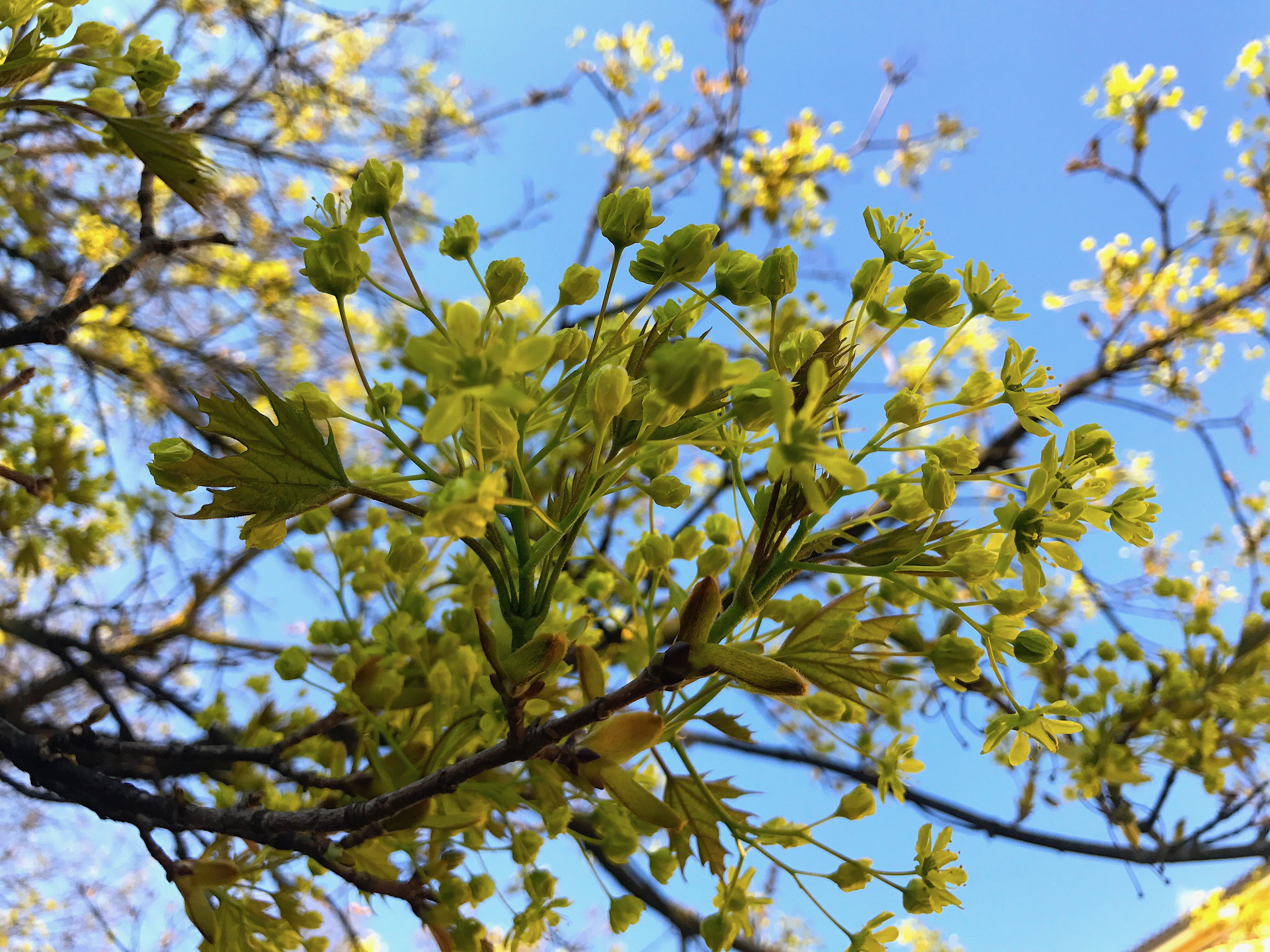 nature, beauty in nature, day, branch, ljubljana, flower, flowering plant, outdoors, no people, yellow, tree, zelena pot, close-up, sky, plant, vulnerability, HD Wallpaper