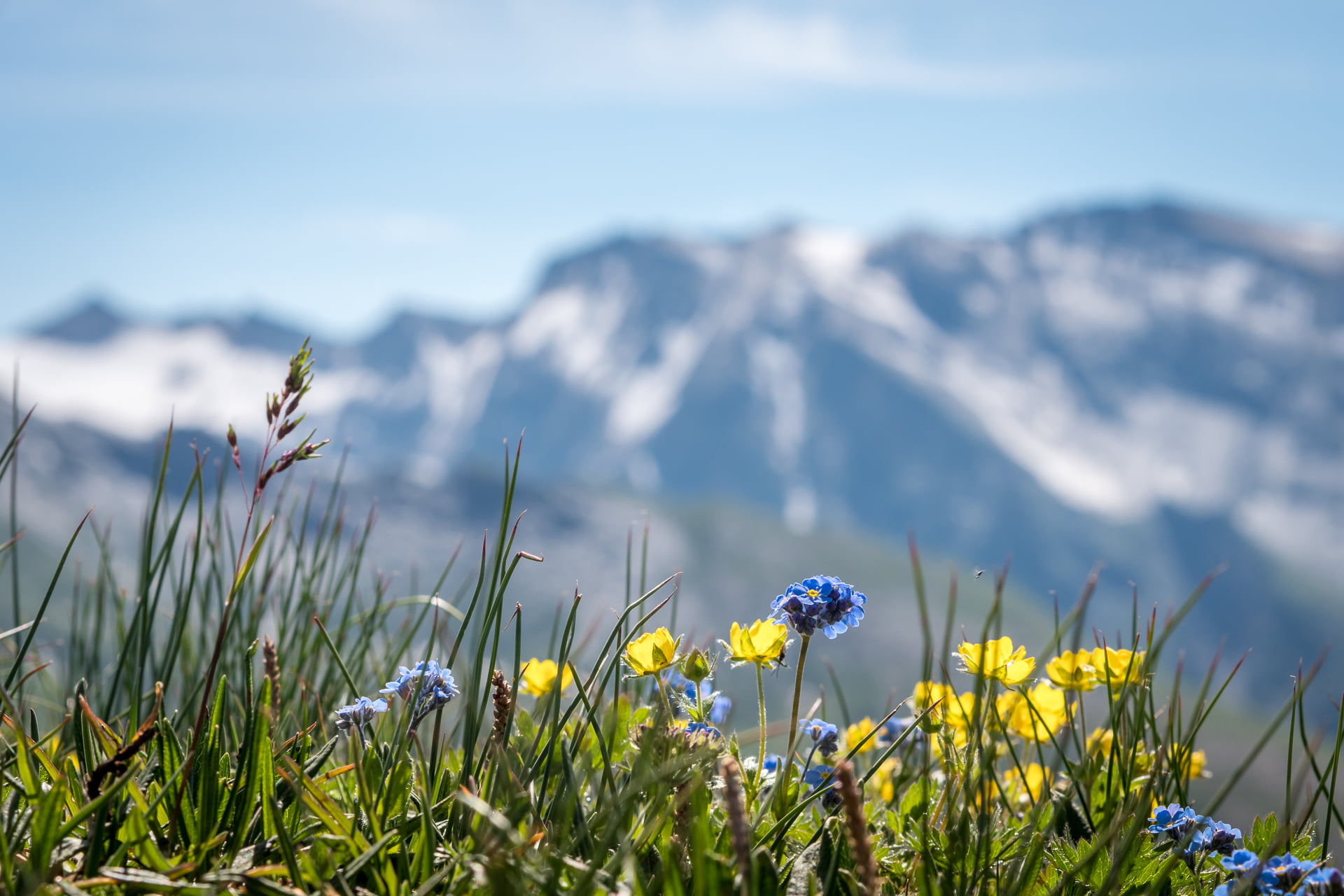 Österreich, meadow, scenics, mountain, focus, Alps  mountains, MFT, yellow, Blumen, Alpine, Panasonic Lumix GX8, Alpen, Schareck, M43, flower, blue, poppies, HD Wallpaper