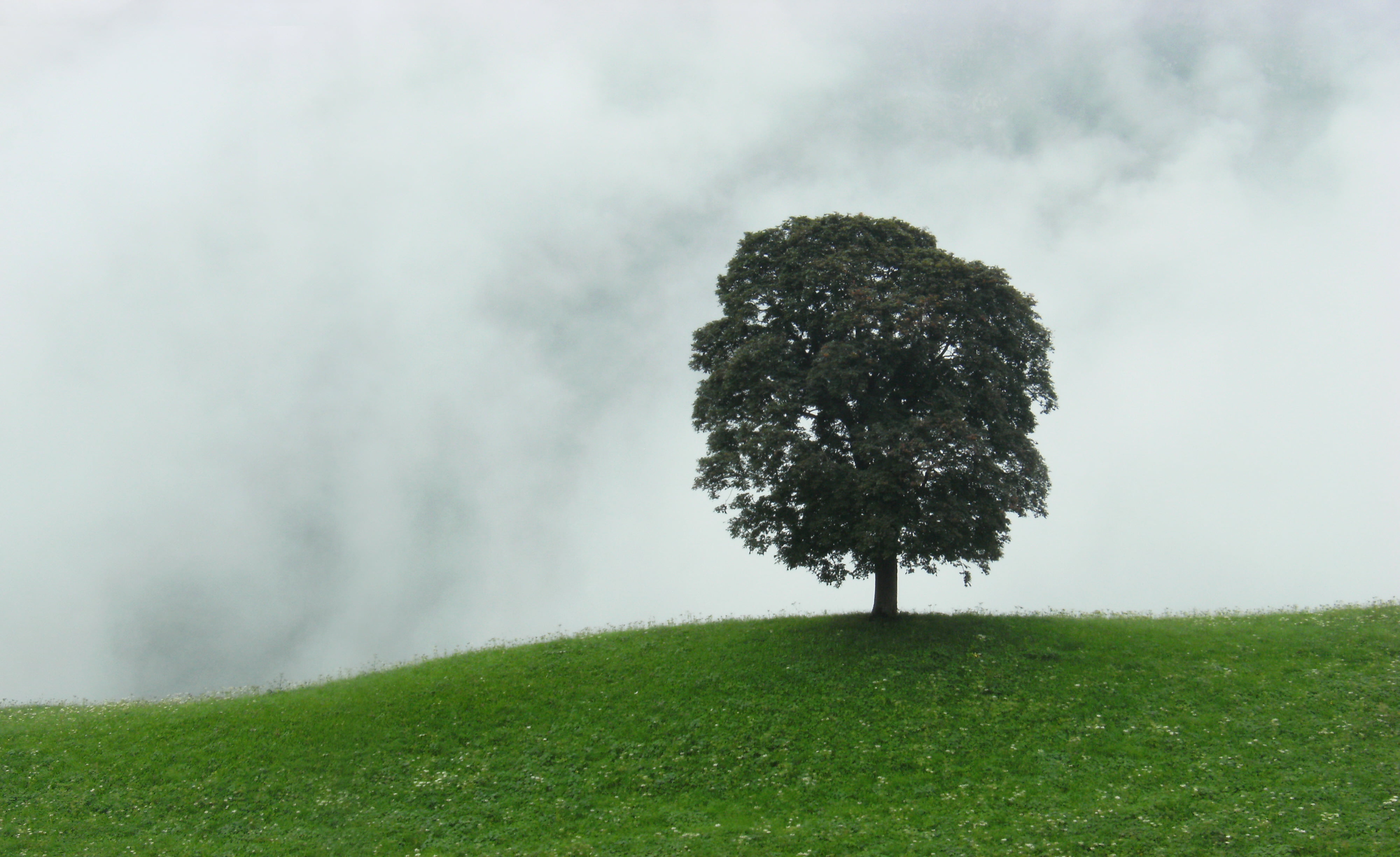 nature, europa, business, europe, growth, alpen, strong, pass, mount, green, schweiz, grass, baum, outdoors, erfolg, Switzerland, lonely, cloudy, tree, HD Wallpaper