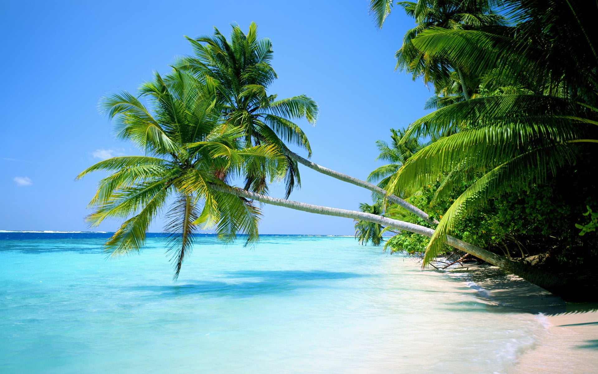 outdoors, tropical, landscape, horizon over water, palm, tropical tree, turquoise colored, tree, sea, day, beauty in nature, no people, idyllic, palm tree, HD Wallpaper