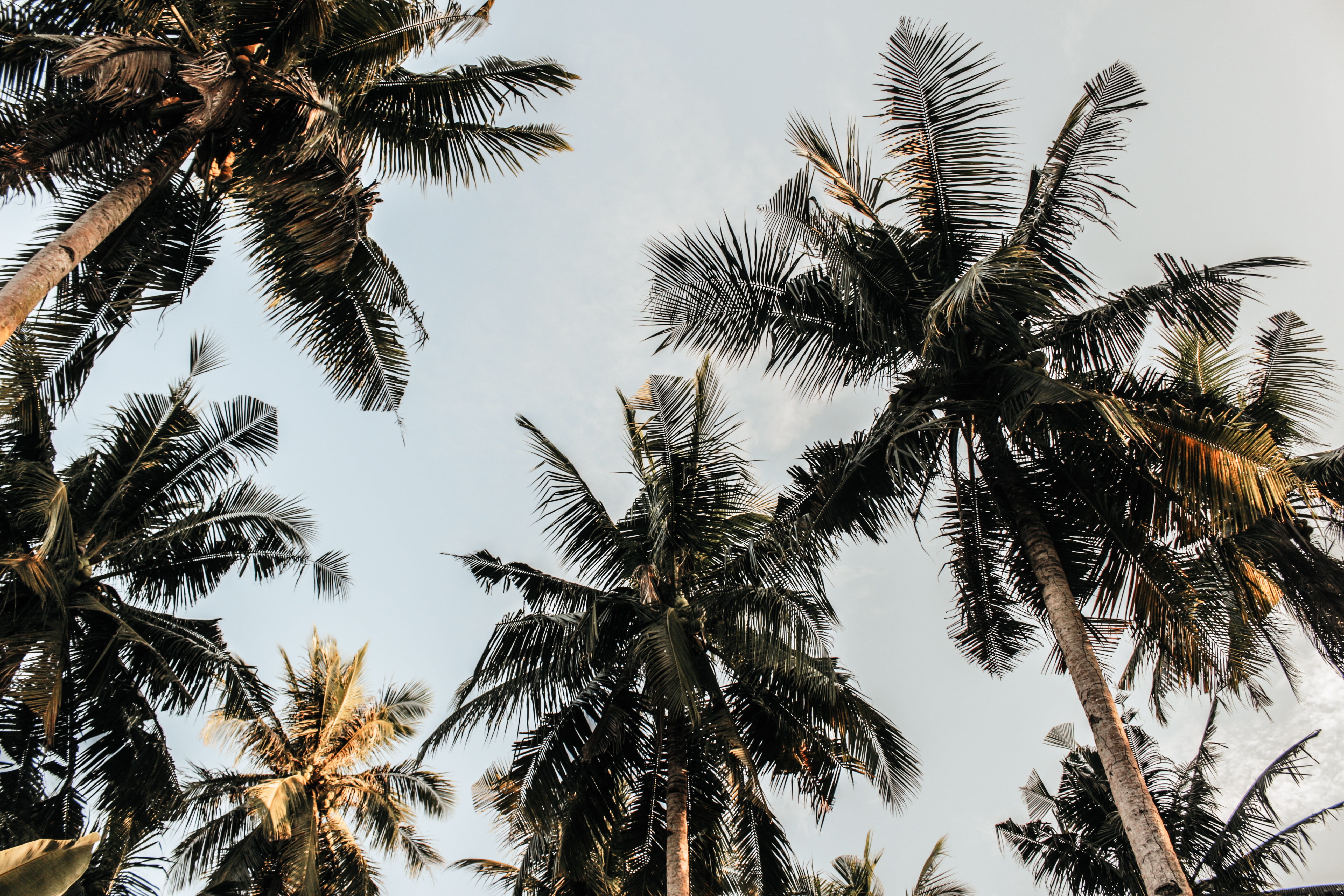 tropical, directly below, angle, coconut, sky, tropical climate, trunk, outdoors, coconut trees, coconut palm tree, palm, photography, growth, no people, HD Wallpaper