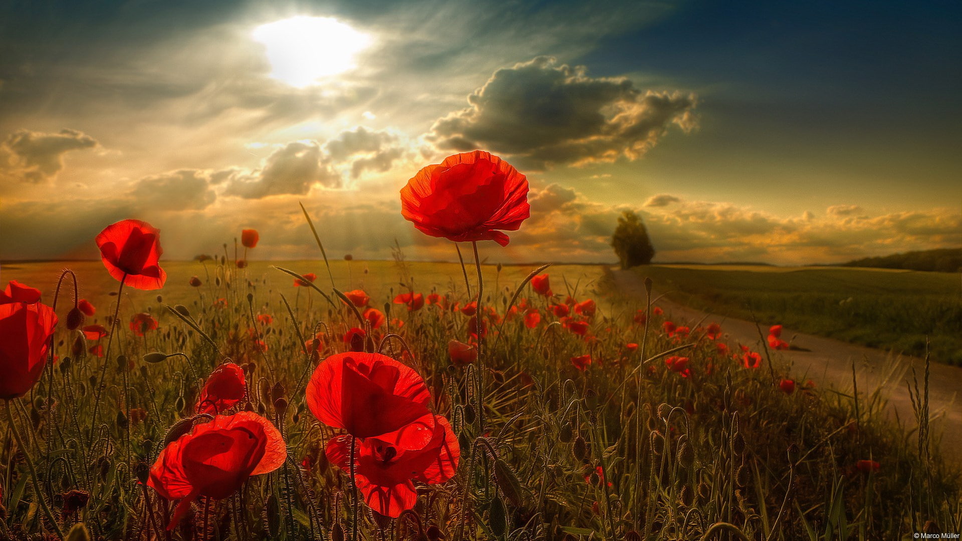red, inflorescence, wonderfull nature hd  1920x1080, petal, landscape, sky, sunset, fragility, cloud - sky, vulnerability, sun, 1080P, poppy, land, beauty in nature, HD Wallpaper