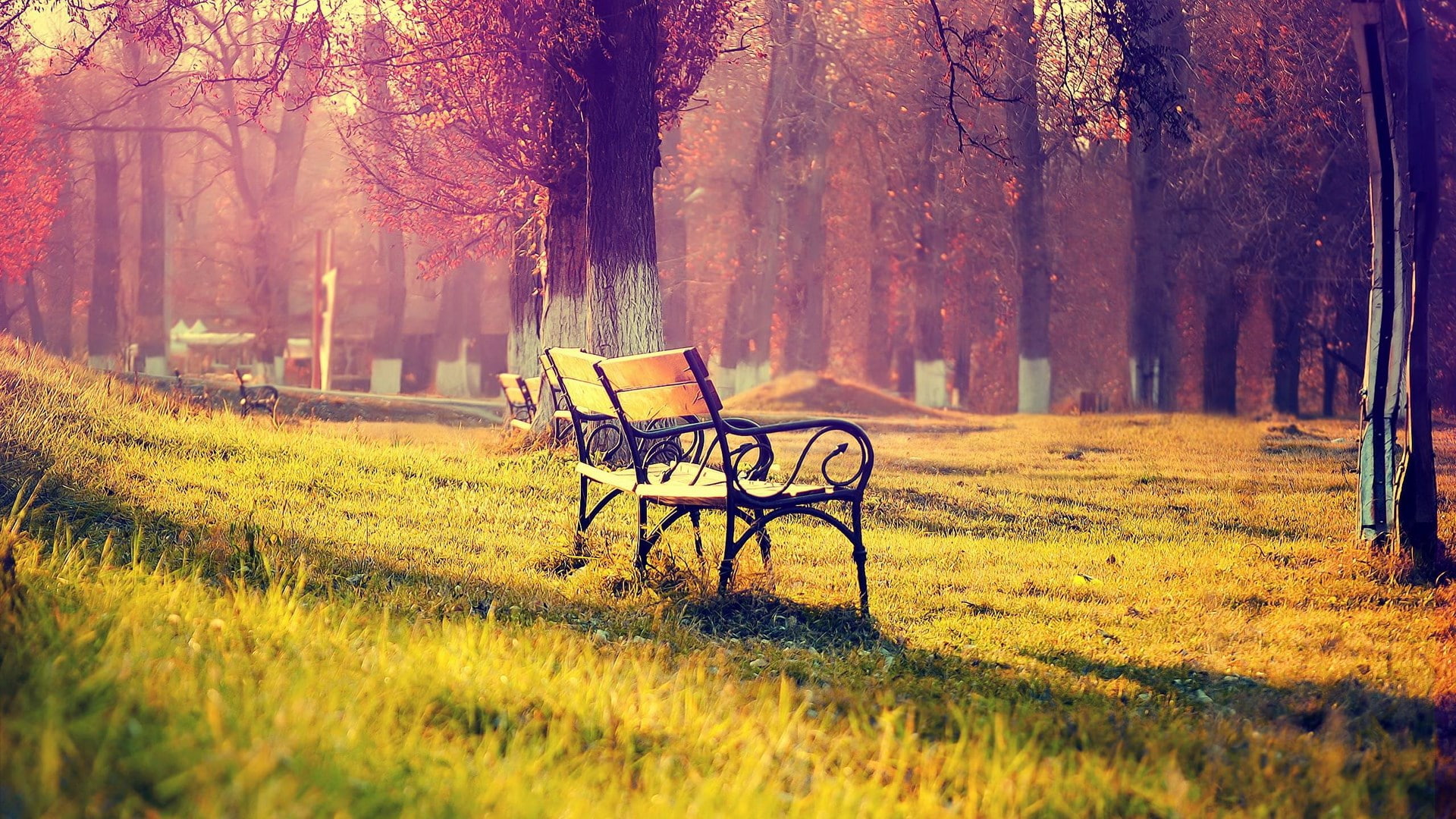 tranquility, beauty in nature, change, absence, park - man made space, park bench, nature, tranquil scene, trunk, tree, empty, 1080P, wonderfull nature hd  1920x1080, HD Wallpaper