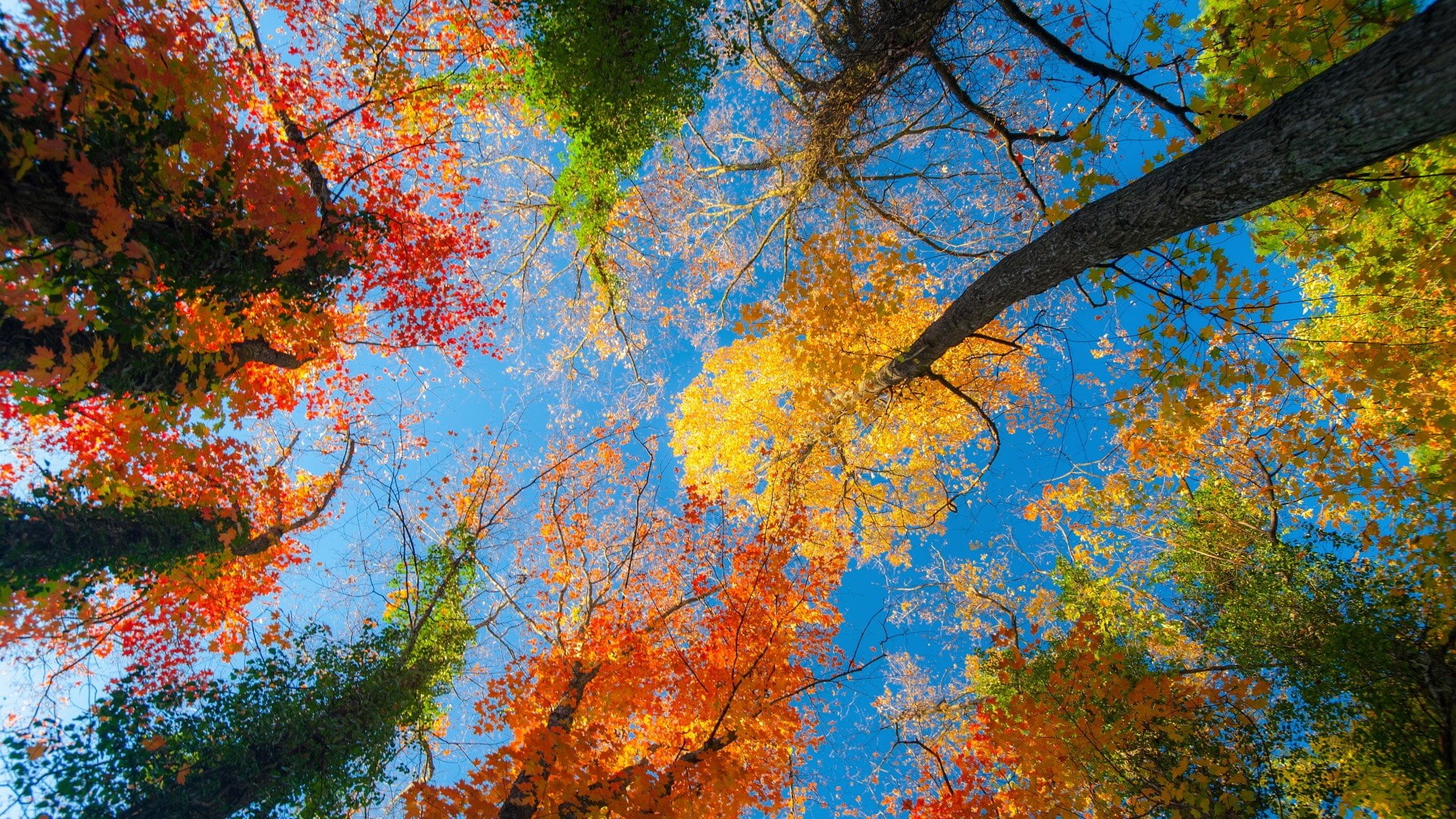amazing nature photography  1920x1080, 1080P, HD Wallpaper