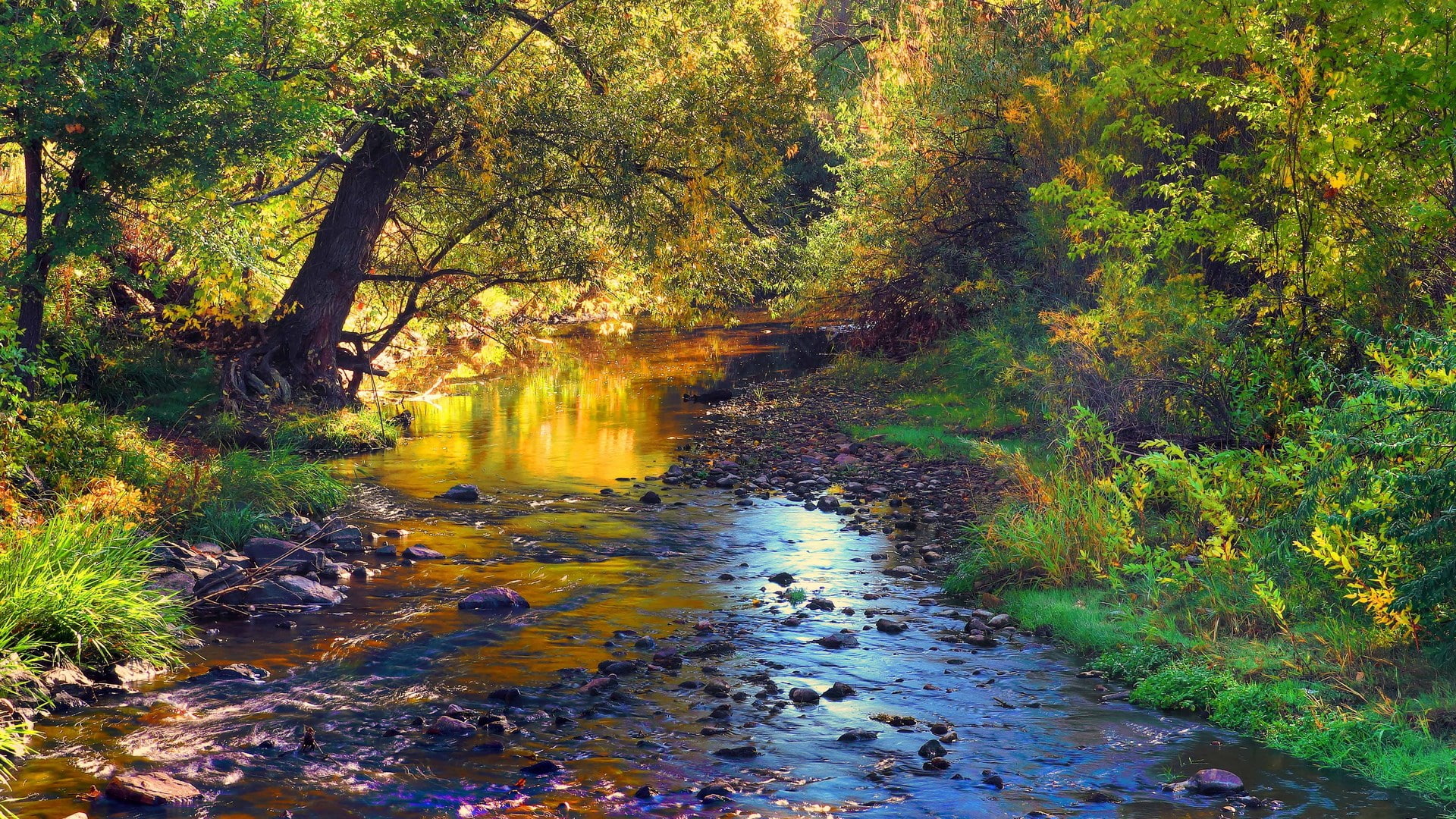1080P, woodland, plant, day, tree, green color, growth, scenics - nature, outdoors, idyllic, no people, flowing, forest, flowing water, beauty in nature, HD Wallpaper