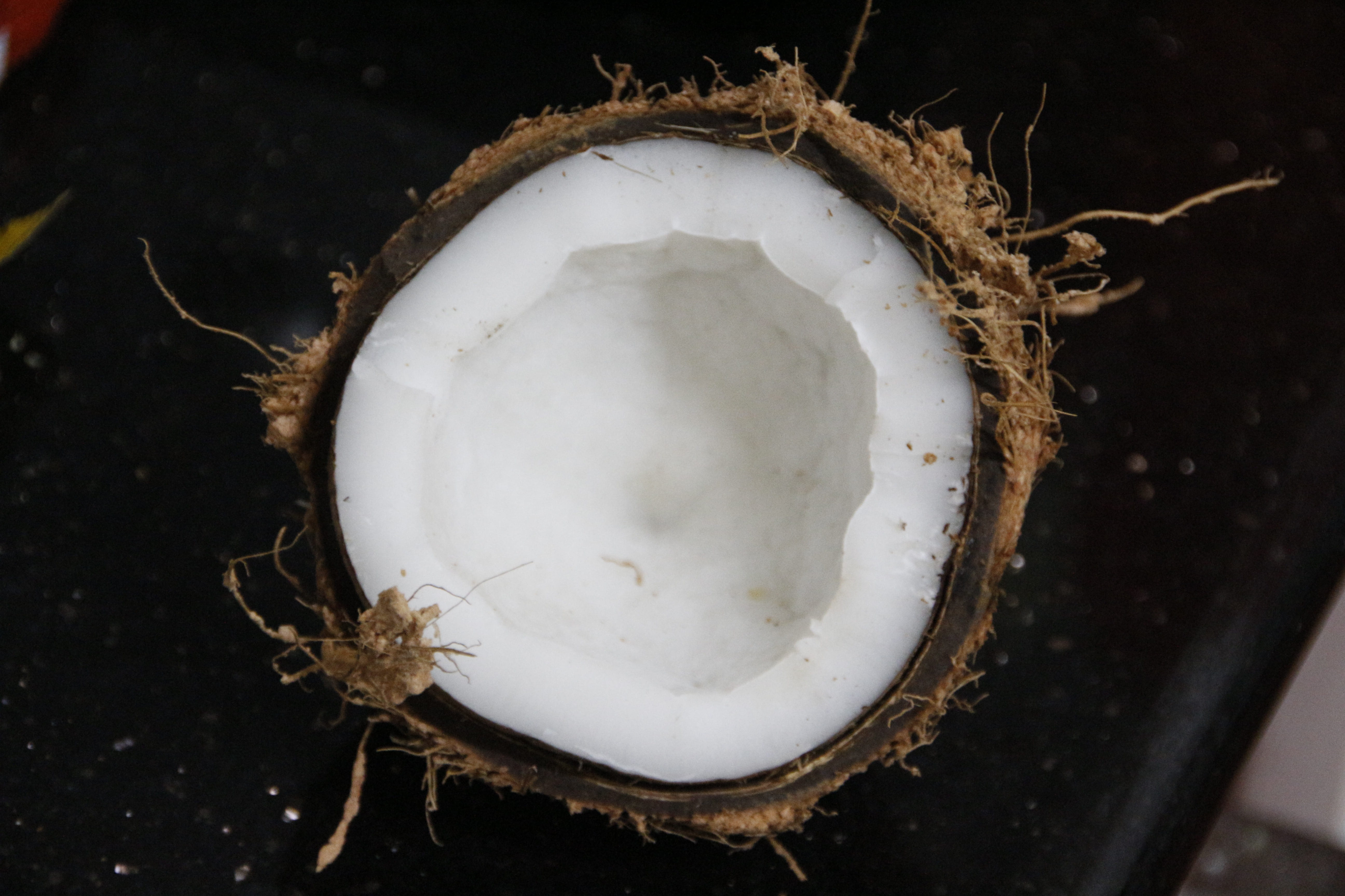ripe, white color, black background, studio shot, close-up, tree, 5K, coconut, coconut fruit, animal, dairy product, fruit, wellbeing, nature, directly above, HD Wallpaper