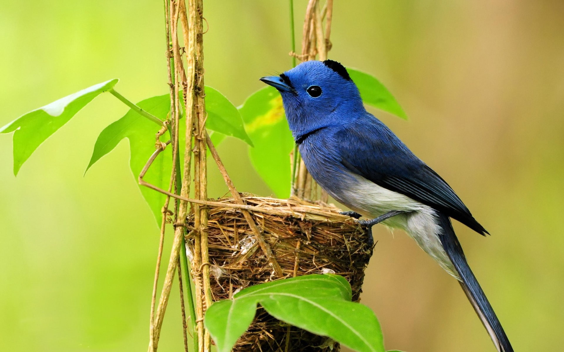 Bird, Nest, s, 1080P, Blue, HD Wallpaper