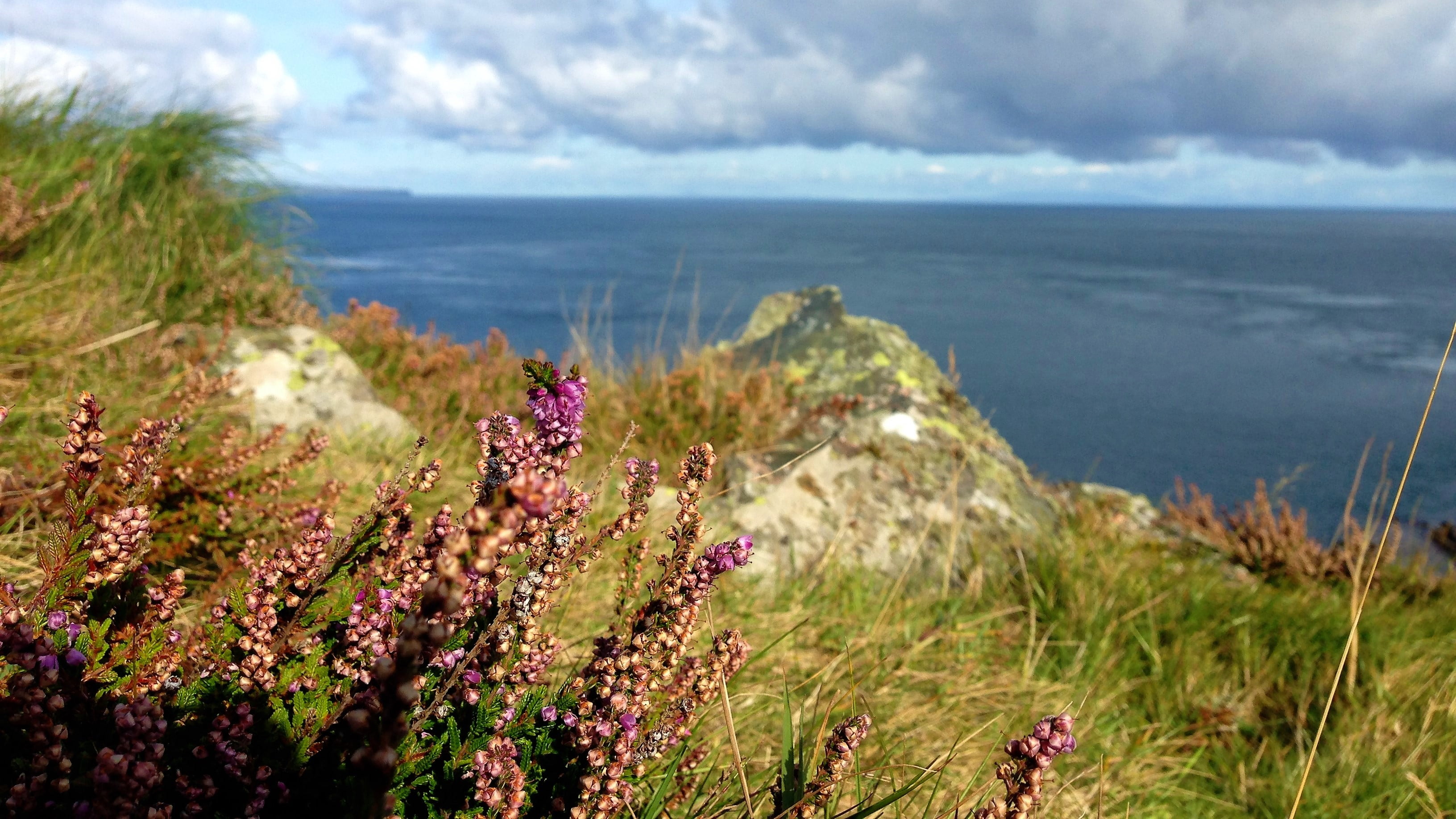 flowering plant, Northern Ireland, flower, environment, fragility, nature, coastline, growth, tranquility, tranquil scene, beauty in nature, sea, land, HD Wallpaper