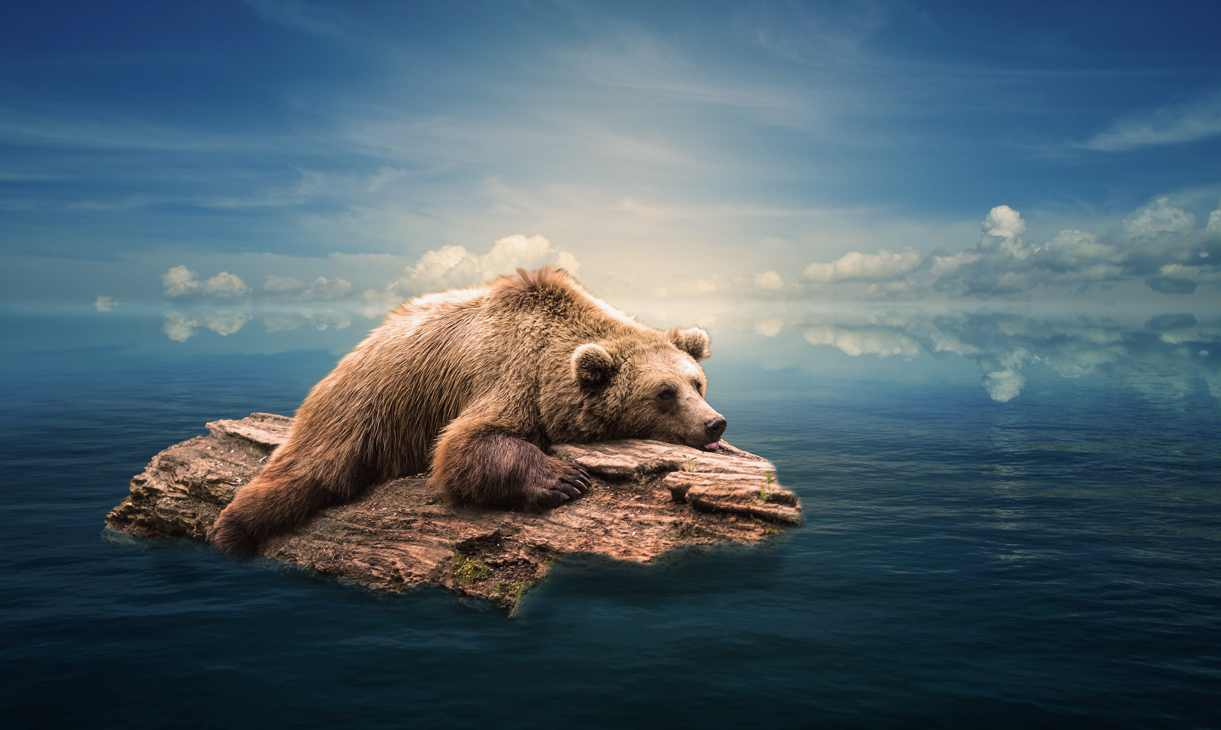 Bear, 4K, Water, 4K, Floating, HD Wallpaper