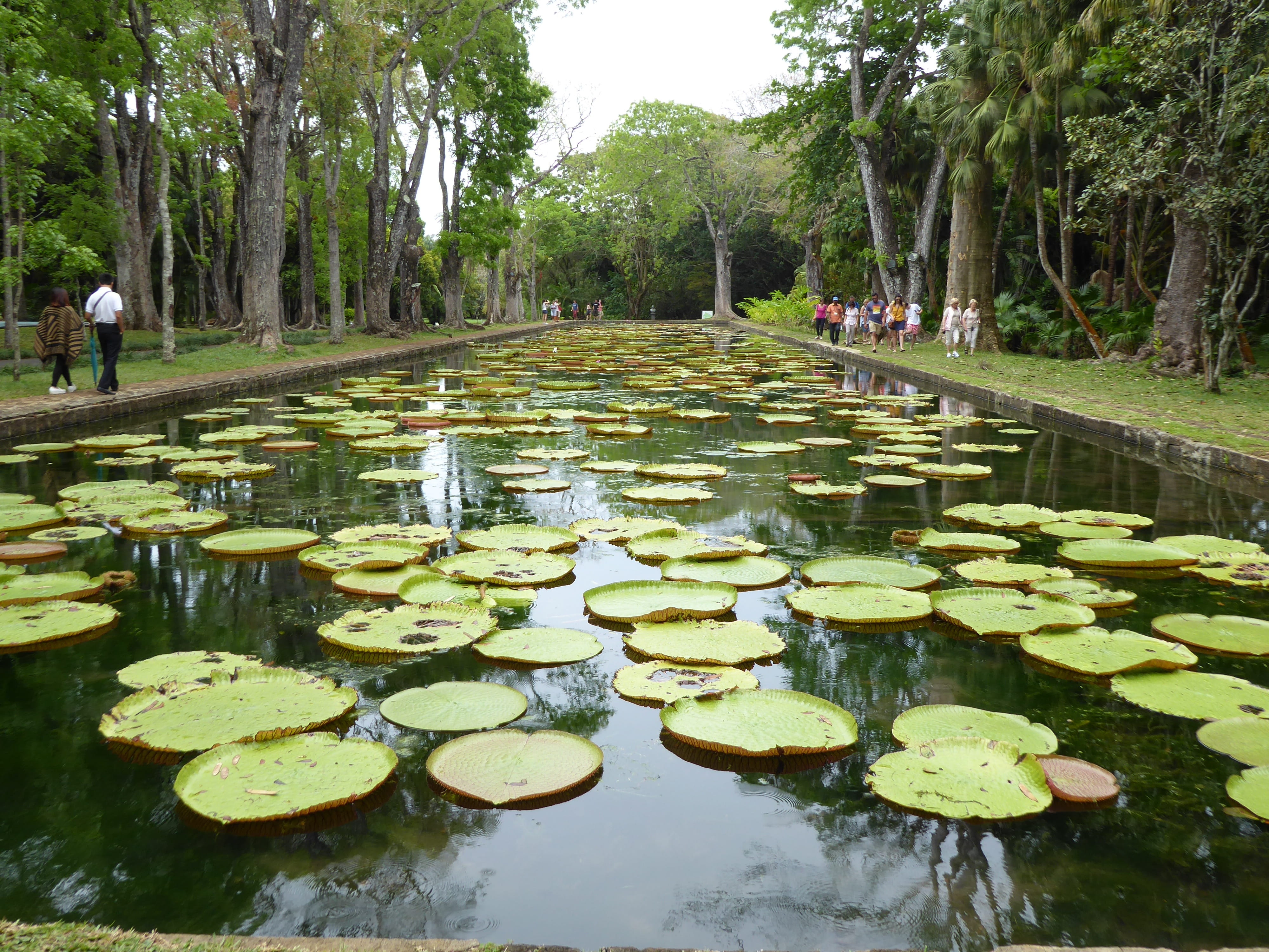 pond, nature, no people, water lily, Waterlilies, Mauritius, lotus water lily, reflection, day, leaf, growth, plant part, giant waterlilies, tree, pamplemousses botanical garden, HD Wallpaper