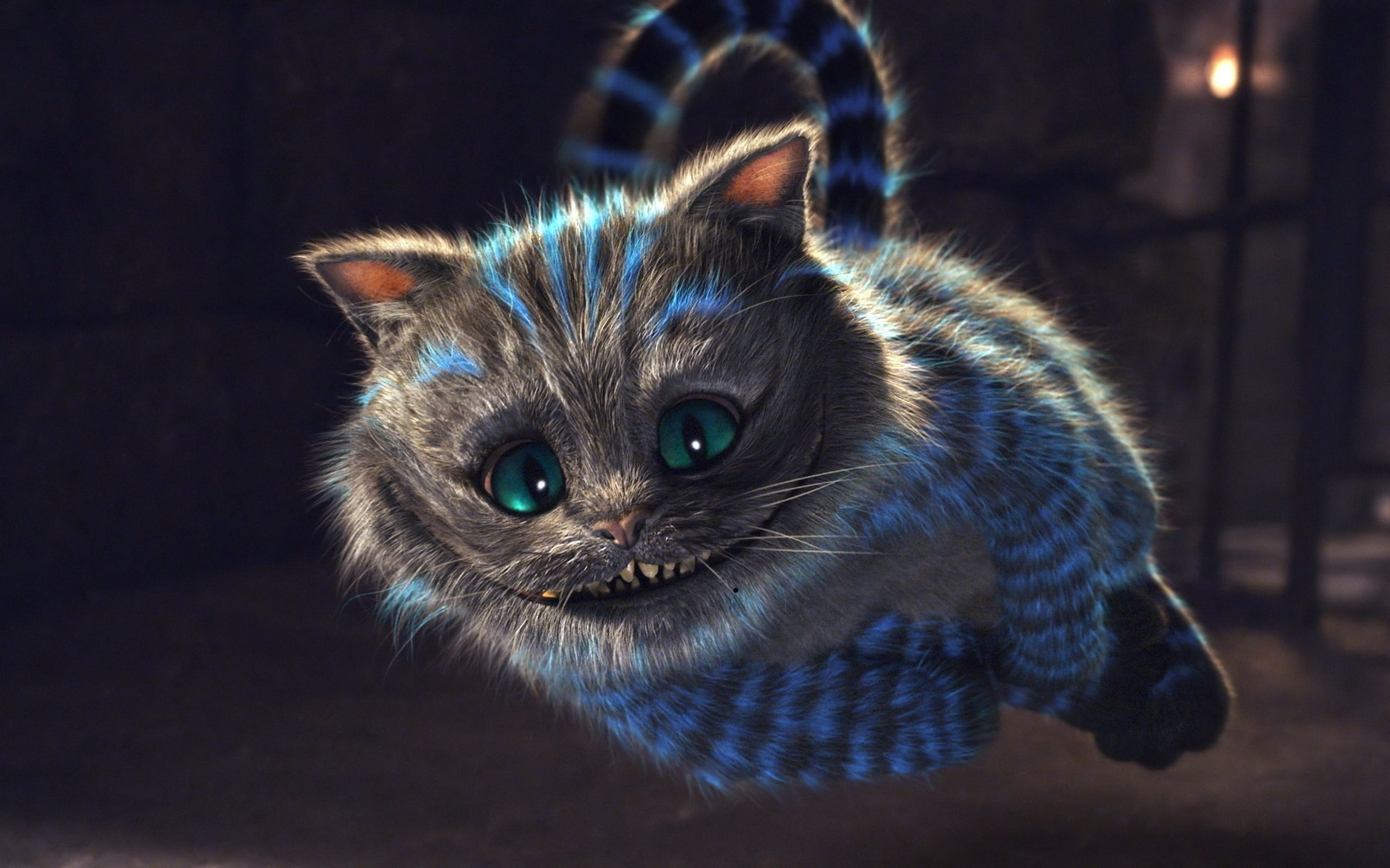 indoors, close-up, one animal, Cheshire Cat, mammal, animal, animal body part, whisker, vertebrate, domestic cat, portrait, focus on foreground, domestic, HD Wallpaper