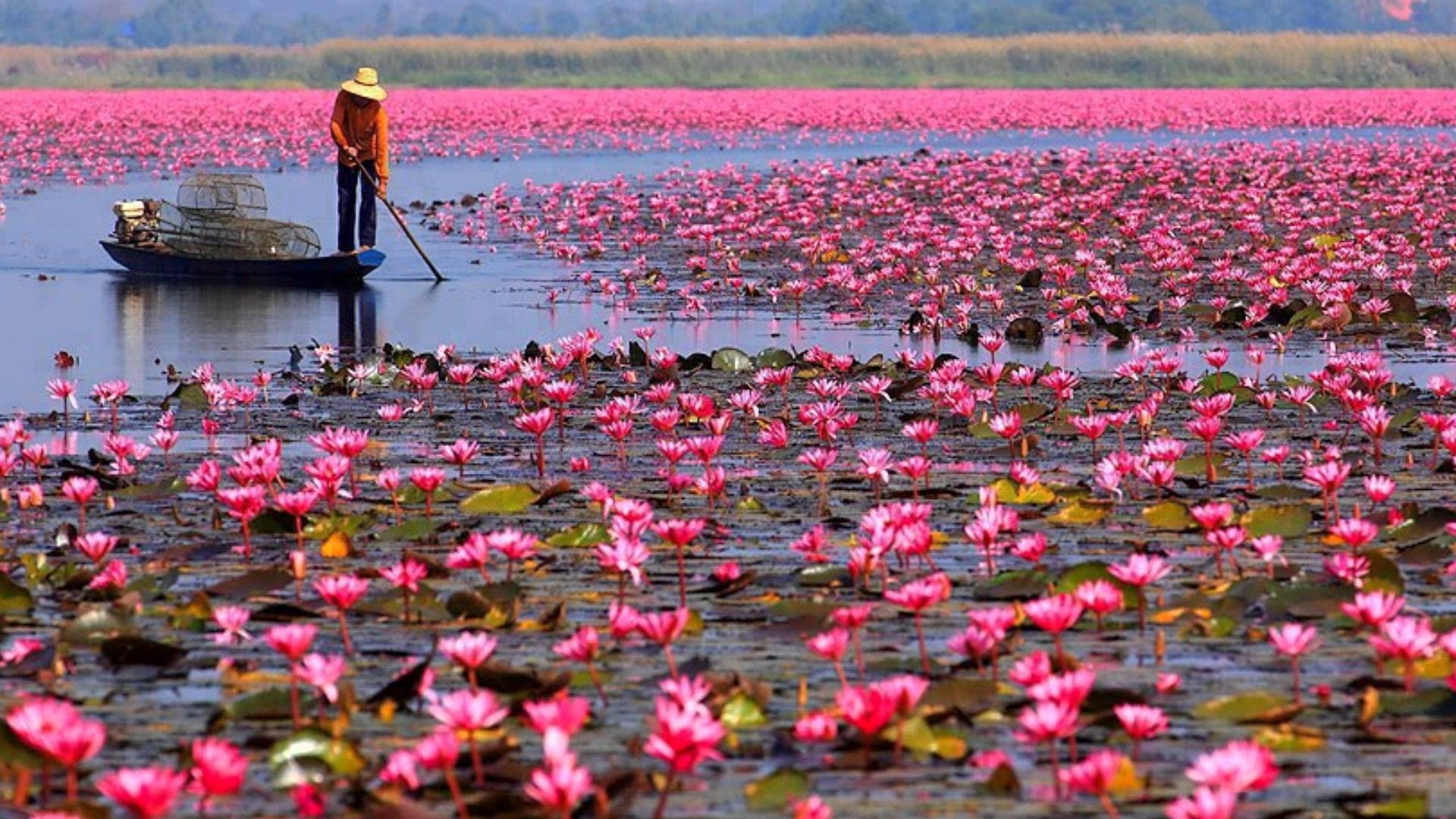 hd, bua, full, dang, 1080P, pink, talay, screen, lotus, color, thani, red, lake, udon, desktop, HD Wallpaper