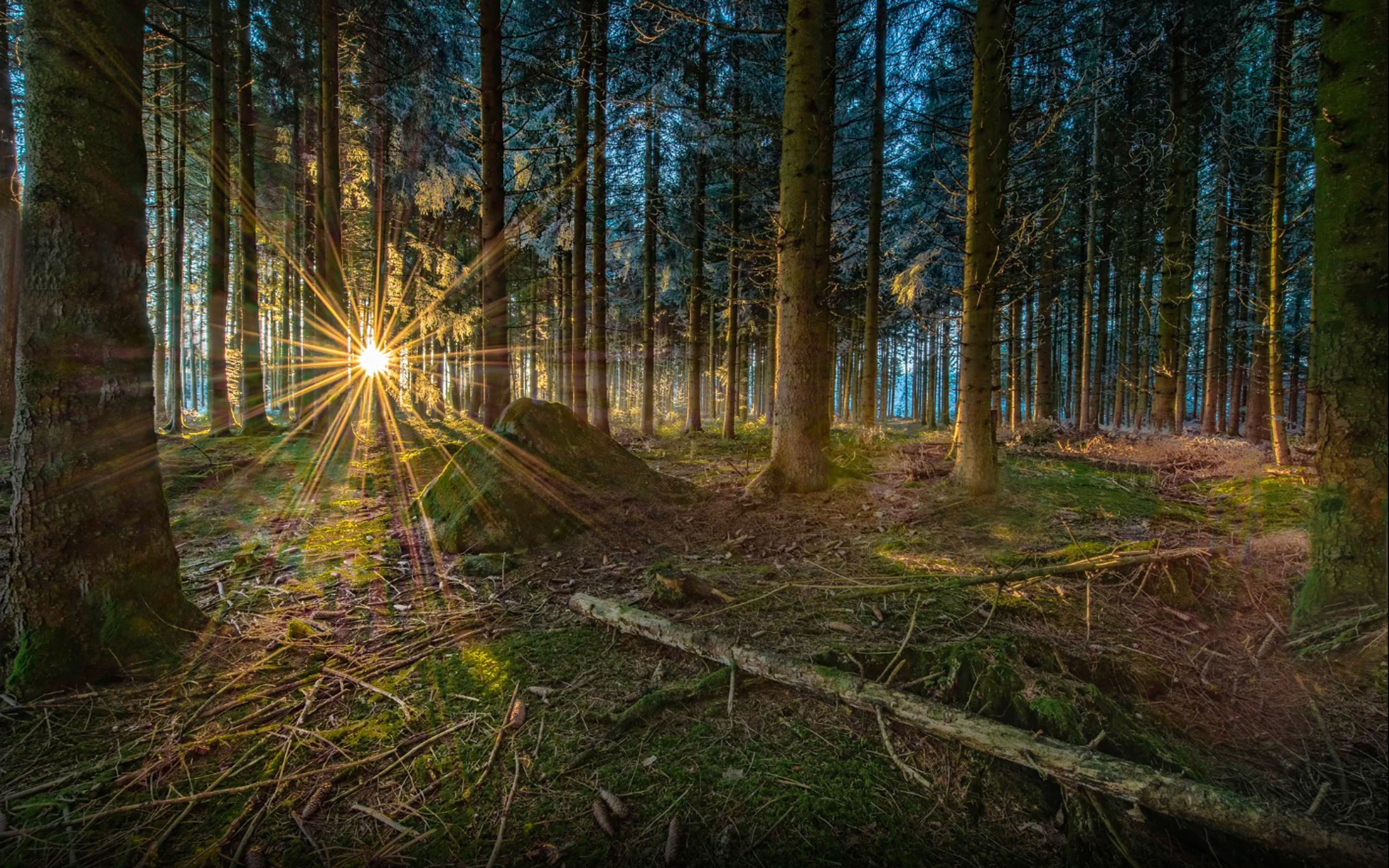 photography, desktop, hd, nature, sun, environment, land, tranquility, scenics - nature, streaming, sunlight, bamboo - plant, plant, sunset, HD Wallpaper