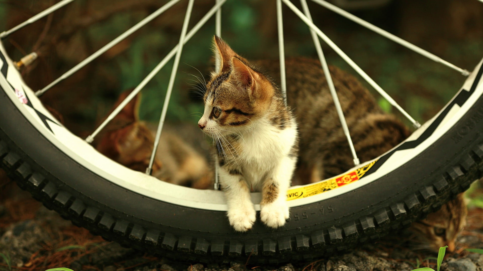 focus on foreground, vertebrate, day, pets, close-up, animal, whisker, domestic animals, animal themes, sitting, one animal, white, bicycle, 1080P, mammal, HD Wallpaper