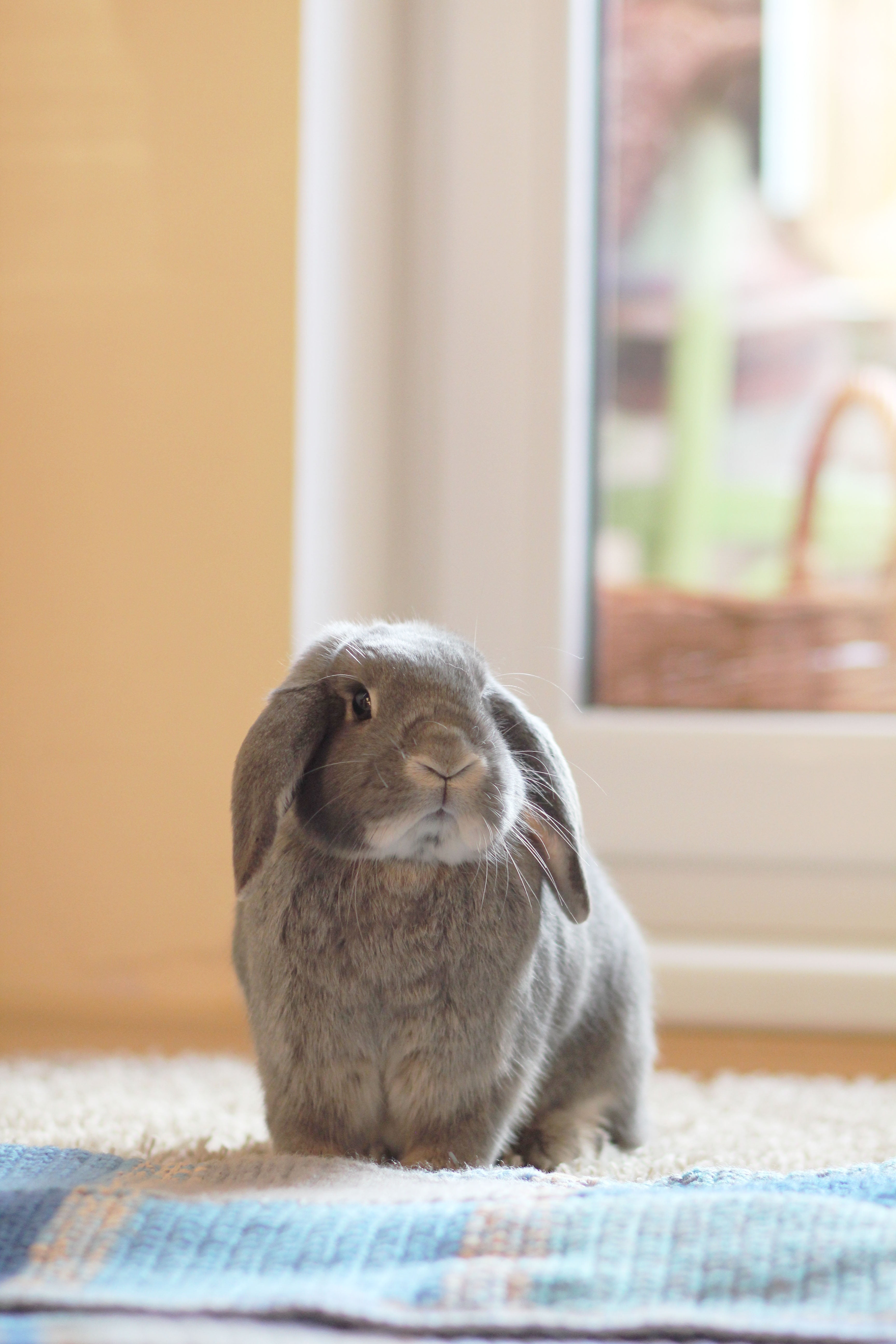 sitting, vertebrate, indoors, home interior, fluffy, no people, relaxation, rabbit, gray, lamb, cat, lop, focus on foreground, day, one animal, view, domestic cat, Phone HD Wallpaper