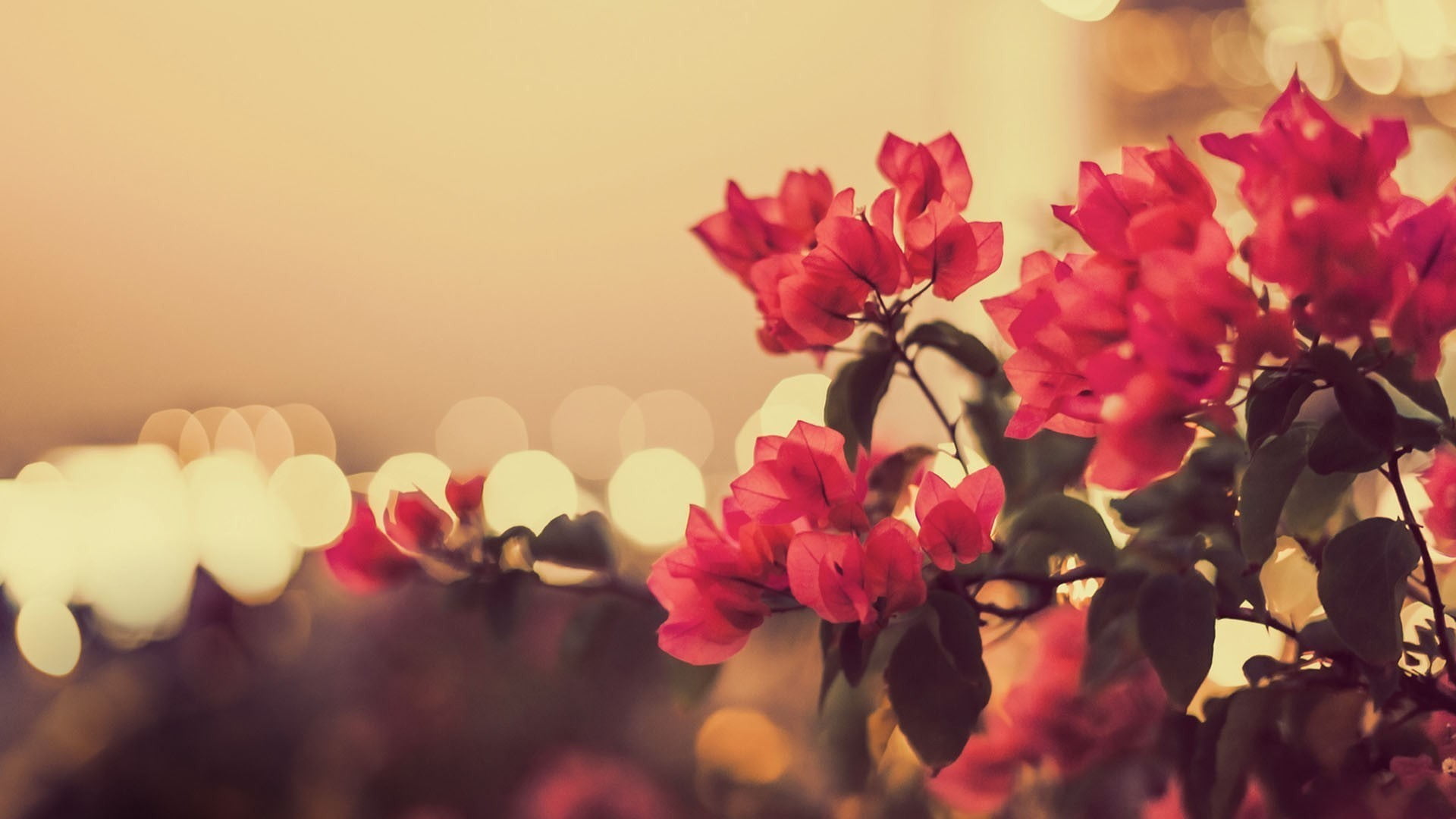 growth, close-up, nature, red, 1080P, sky, petal, plant, flower, Chinese lantern, flower head, focus, outdoors, vulnerability, no people, flowers, flowering plant, HD Wallpaper