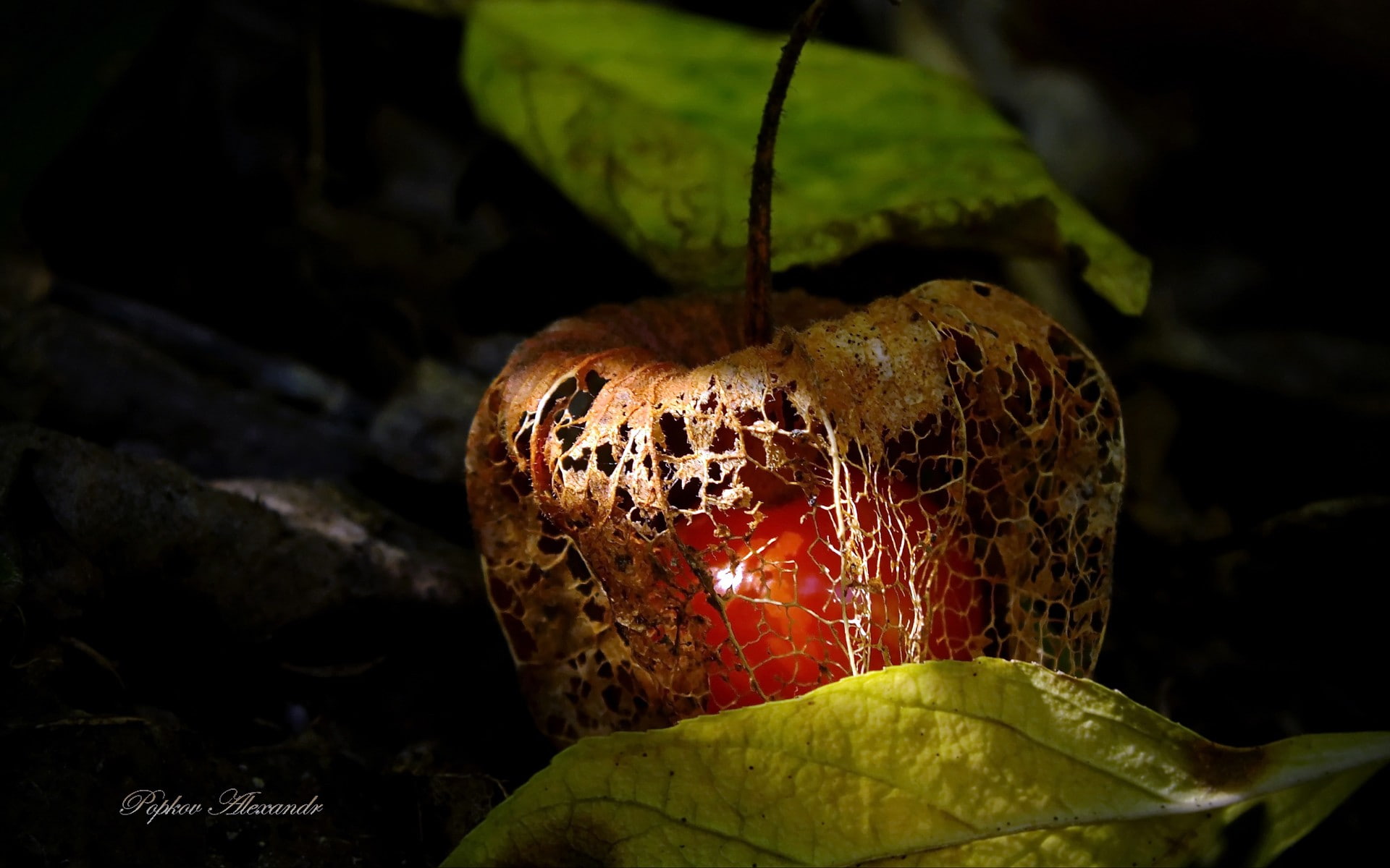 fruit, 1080P, Chinese lantern, nature, HD Wallpaper