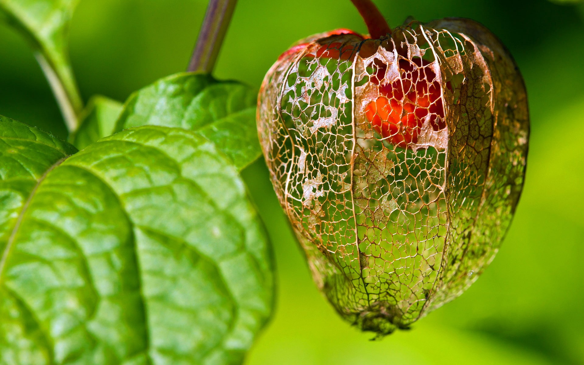 plant part, leaf, ripe, nature, beauty in nature, growth, wellbeing, plants, freshness, Chinese lantern, healthy eating, no people, close-up, focus on foreground, HD Wallpaper