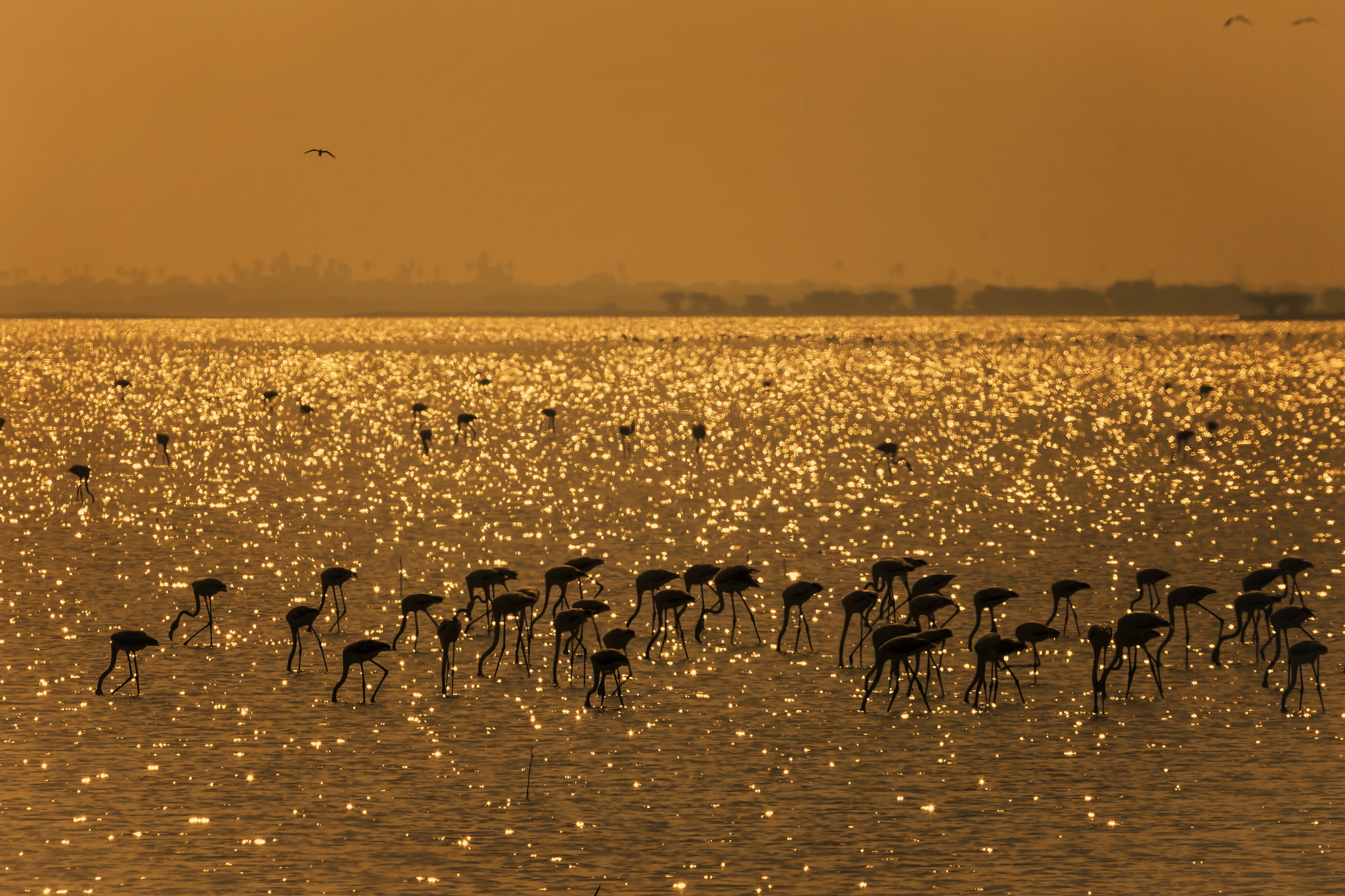 birds, 1080P, lake, Mahesh B  Photography, Pulicat, India, Gold Harvest - Flamingos, Flamingo, HD Wallpaper
