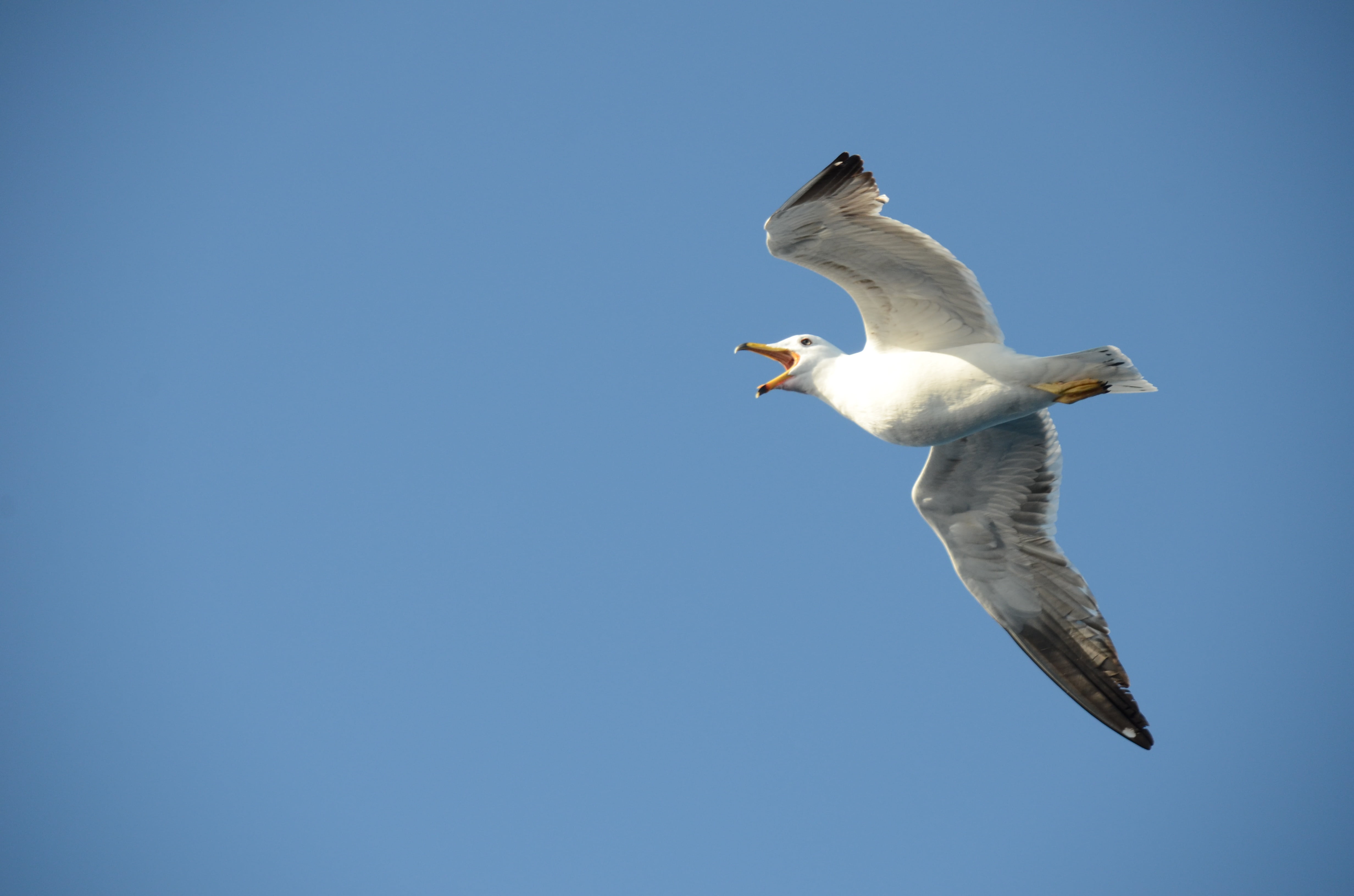 air, copy space, animal wing, animal themes, squawk, no people, animals in the wild, flying, marine, mid-air, fly, clear sky, low angle view, blue, spread wings, HD Wallpaper