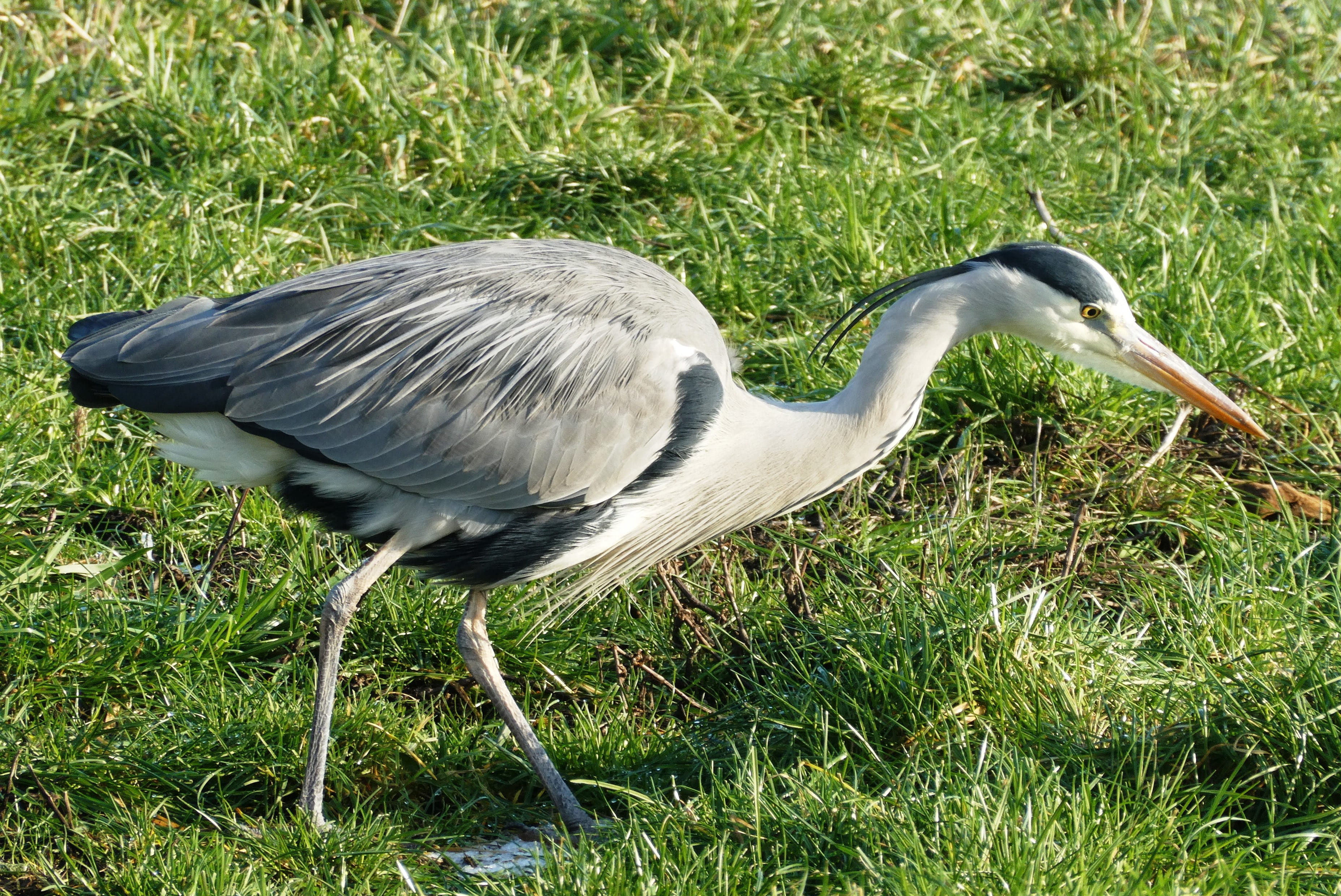 2K, ditch, land, whey, animal wildlife, day, growth, green color, close-up, plumage, legs, vertebrate, one animal, animals in the wild, animal, feathers, HD Wallpaper
