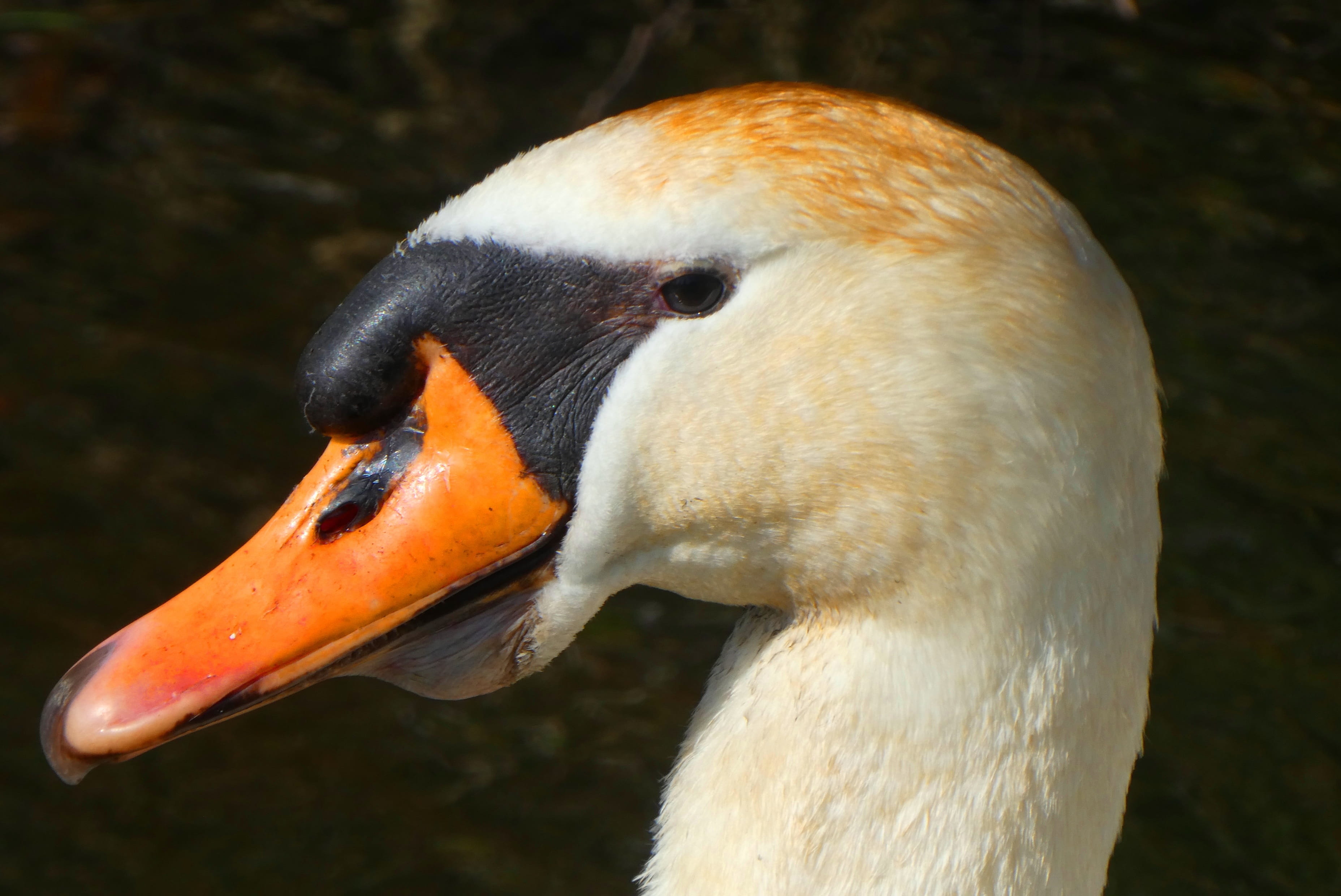 swan, one animal, no people, animal, close-up, focus on foreground, animal wildlife, animal neck, day, head, beak, animal eye, orange color, zoology, feathers, HD Wallpaper