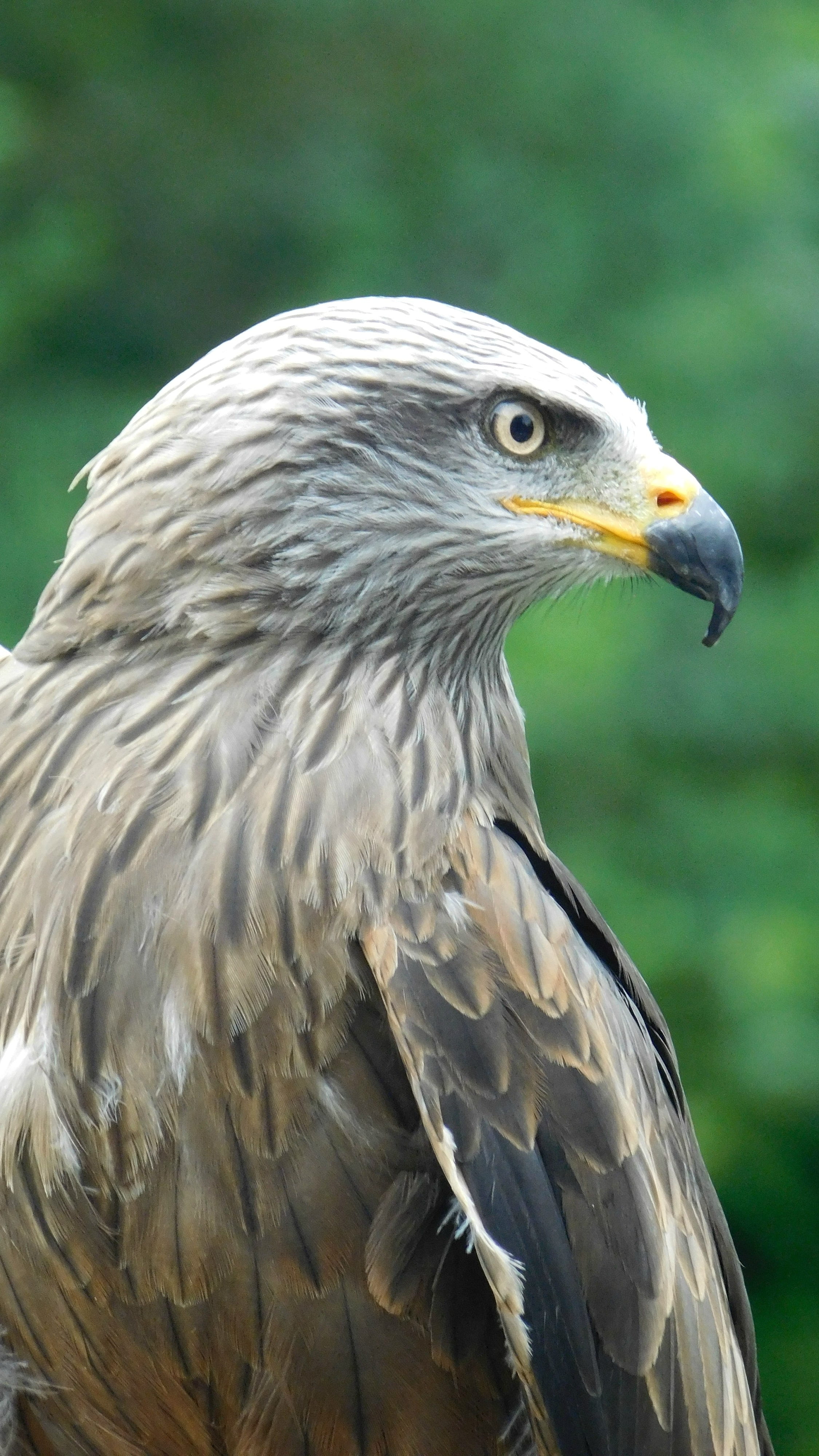 eagle - bird, bird, nature, animal themes, no people, babu, close-up, focus on foreground, 4K, netherlands, animals in the wild, profile view, animal head, Phone HD Wallpaper