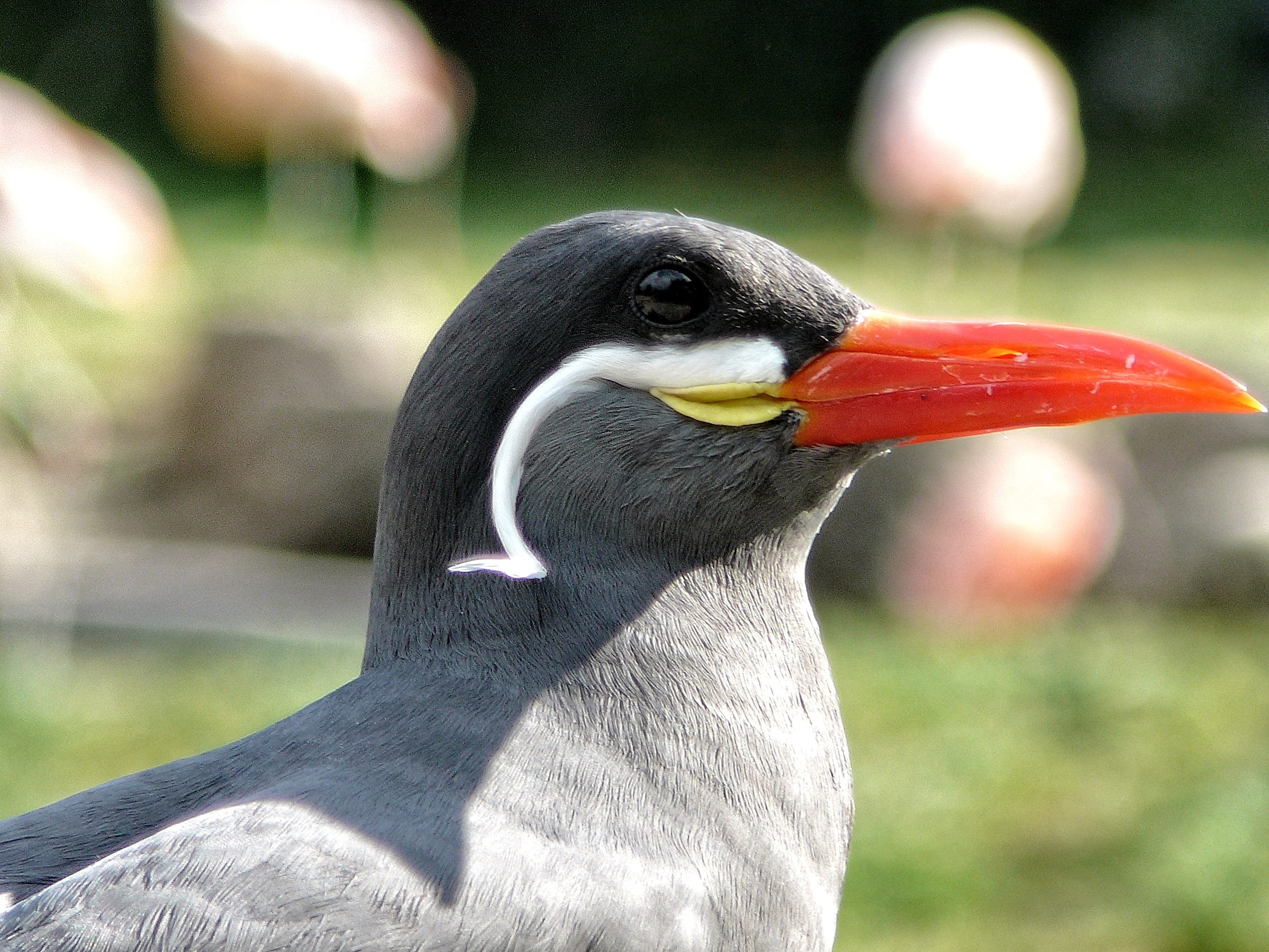 animal, no people, close-up, animals in the wild, bird, animal themes, fly, feathers, stern, air, looking away, animal neck, 2K, seabird, vertebrate, day, HD Wallpaper