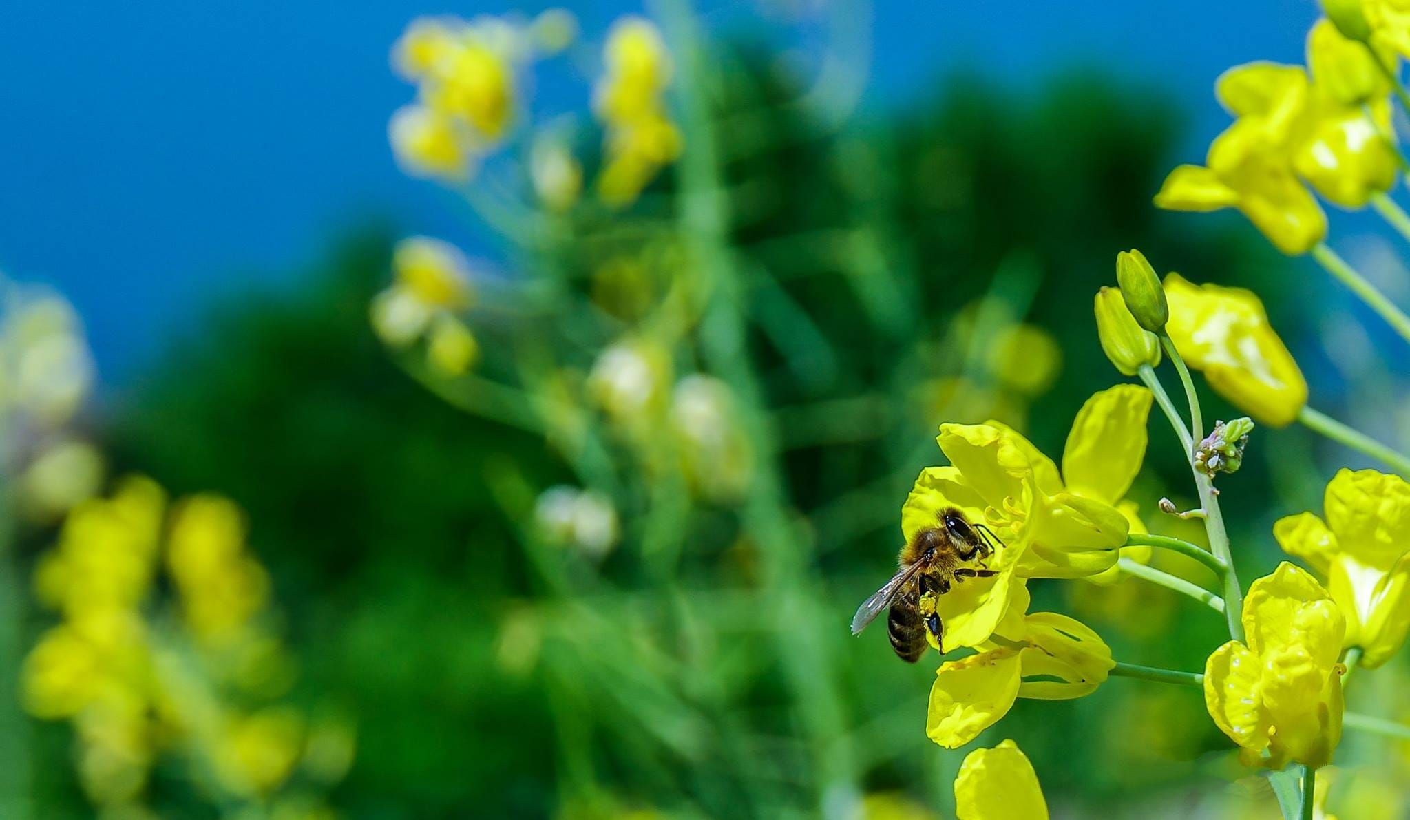 flowering plant, 1080P, honey bee, freshness, yellow, cosmos plant, turkey, petal, babu, animal wildlife, Flower, invertebrate, fragility, beauty in nature, HD Wallpaper