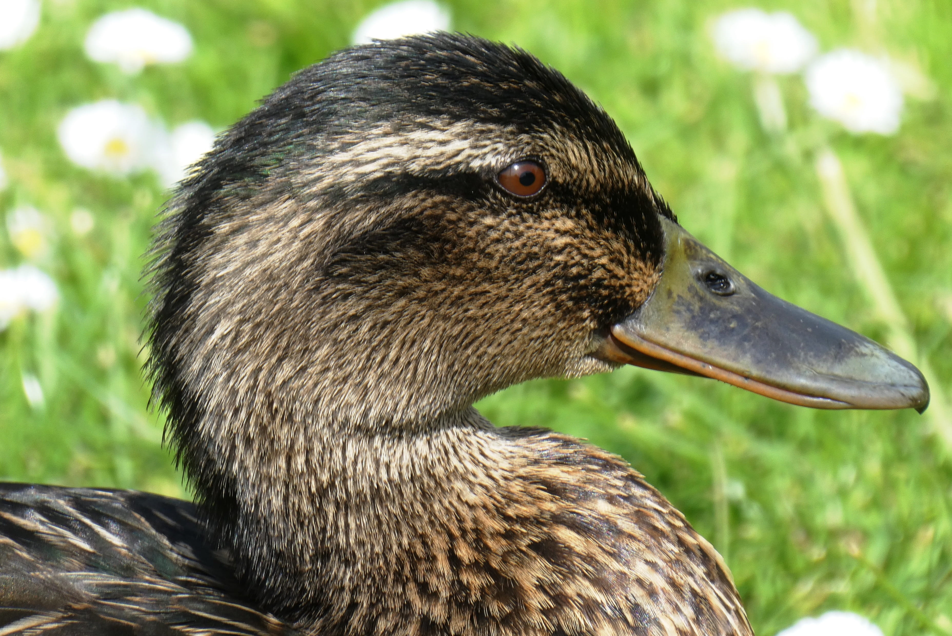 feathers, close-up, vrouwtjeseend, animal neck, water bird, animals in the wild, one animal, focus on foreground, goose, head, nature, vertebrate, eyes, HD Wallpaper