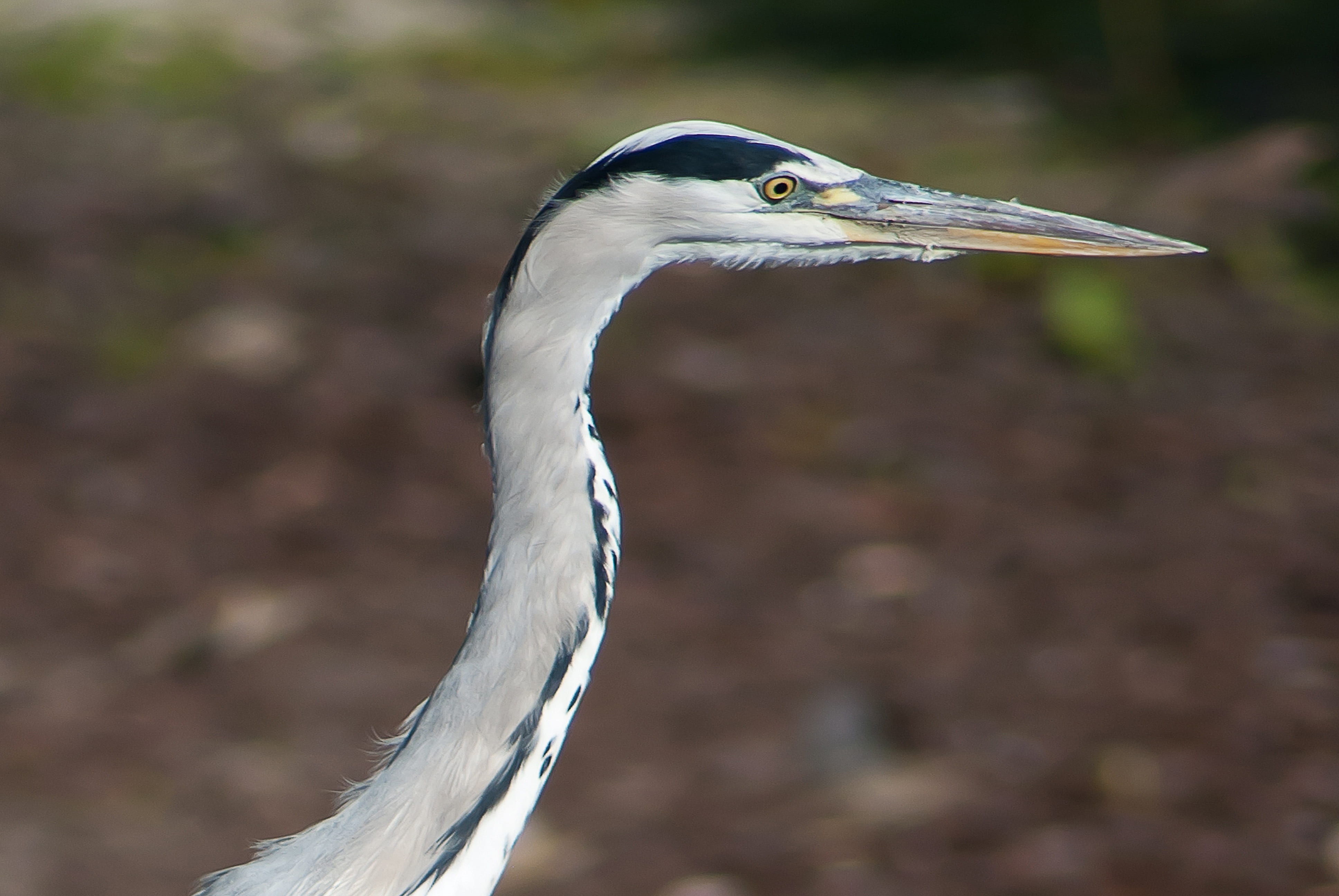 animal wildlife, 4K, nature, animal themes, no people, babu, blue heron, heron, animal eye, vertebrate, side view, animal body part, animal neck, close-up, HD Wallpaper