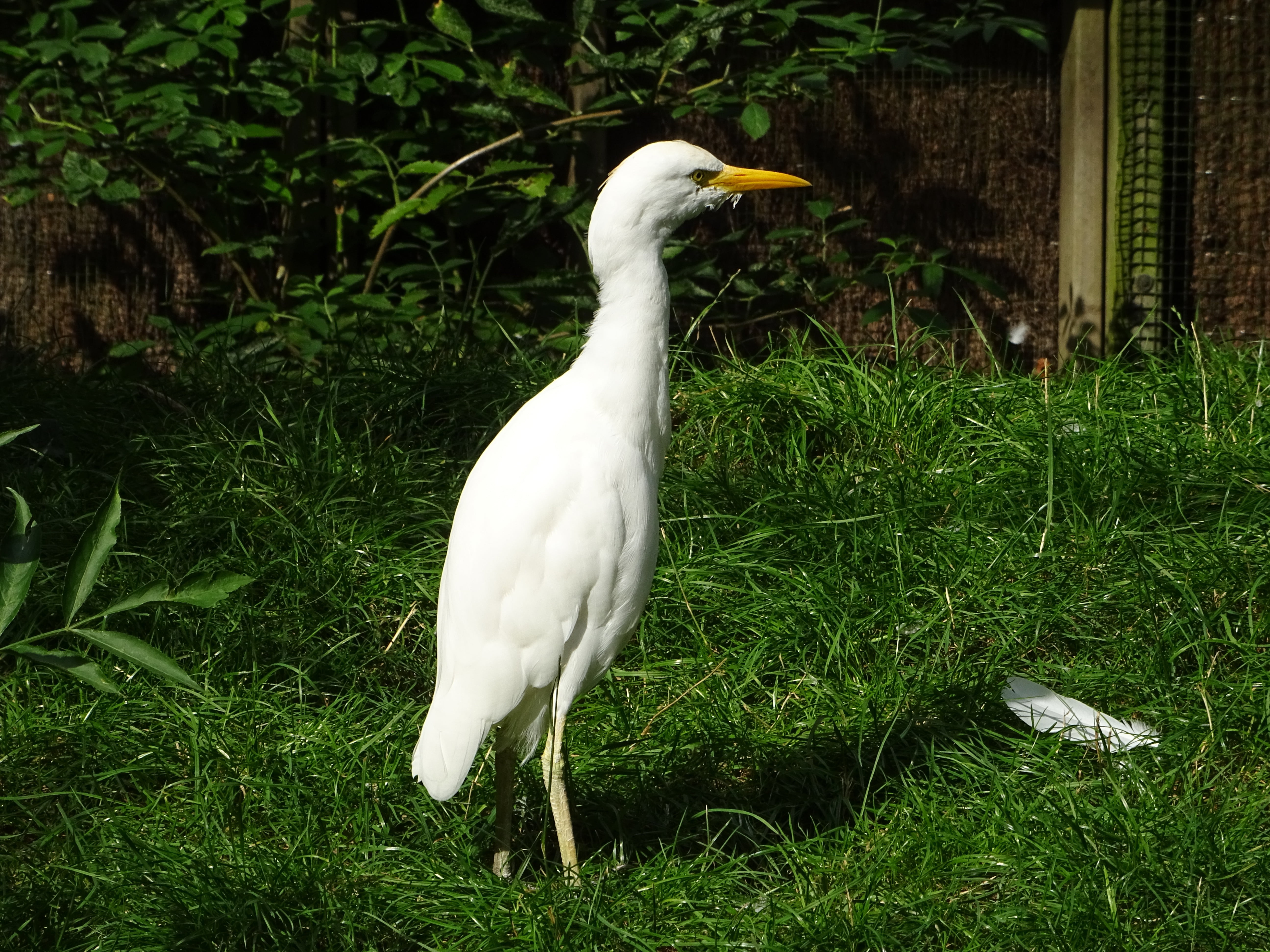 egret, nature, grass, bird, heron, animal, growth, white color, field, one animal, 5K, day, no people, animals in the wild, outdoors, plant, vertebrate, HD Wallpaper