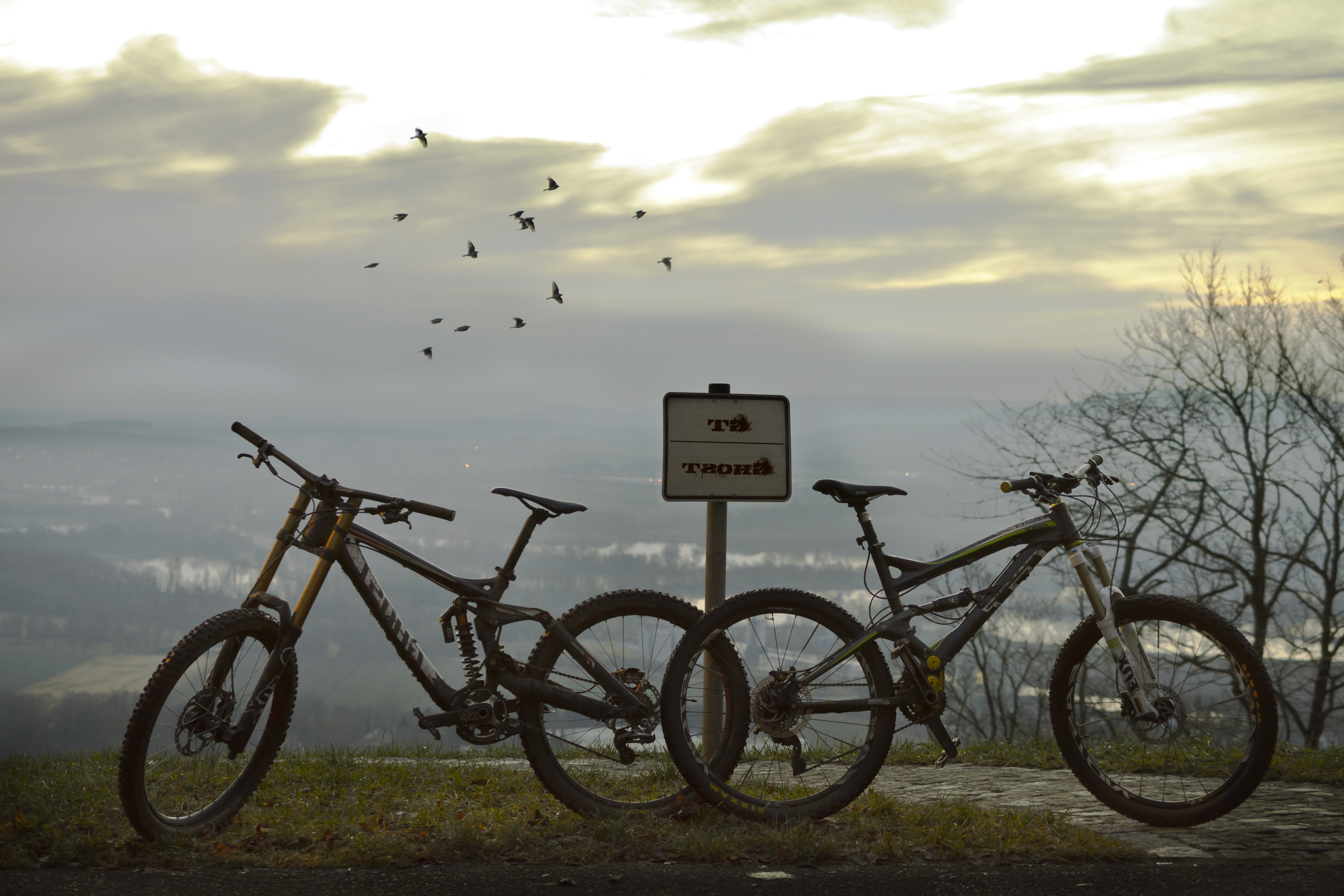 flock of birds, no people, vertebrate, mode of transportation, animals in the wild, animal wildlife, plant, cloud - sky, 5K, bicycle, transportation, group of animals, HD Wallpaper