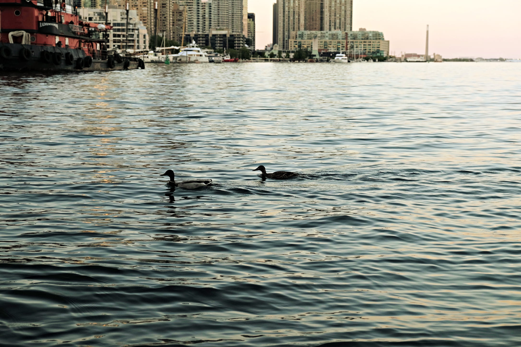 toronto, animal wildlife, lake, animals, day, bird, rippled, no people, building exterior, animals in the wild, summer, 1080P, waterfront neighbourhood centre, HD Wallpaper