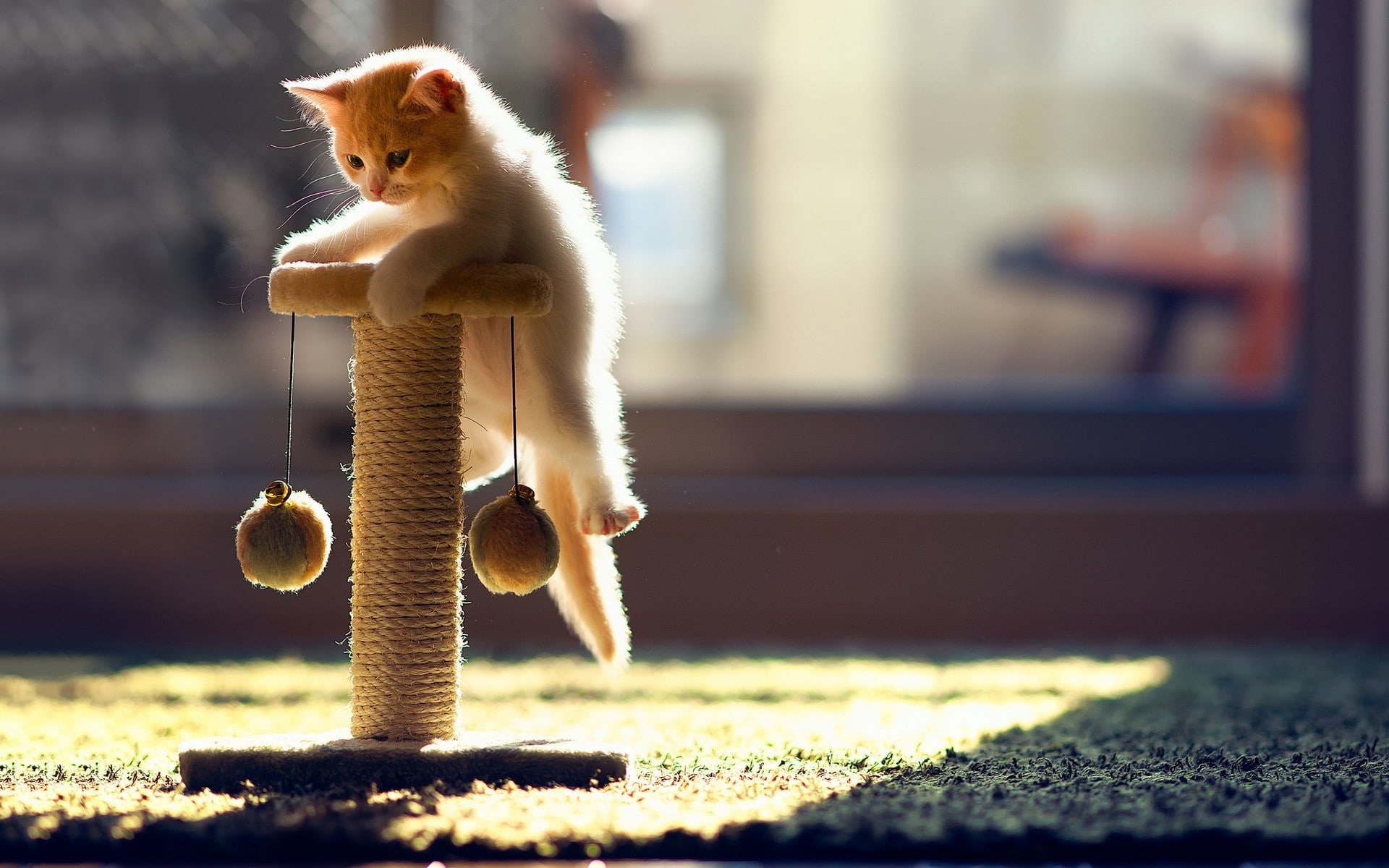 animals, carpets, cat, toys, blurred, sunlight, 1080P, Ben Torode, HD Wallpaper
