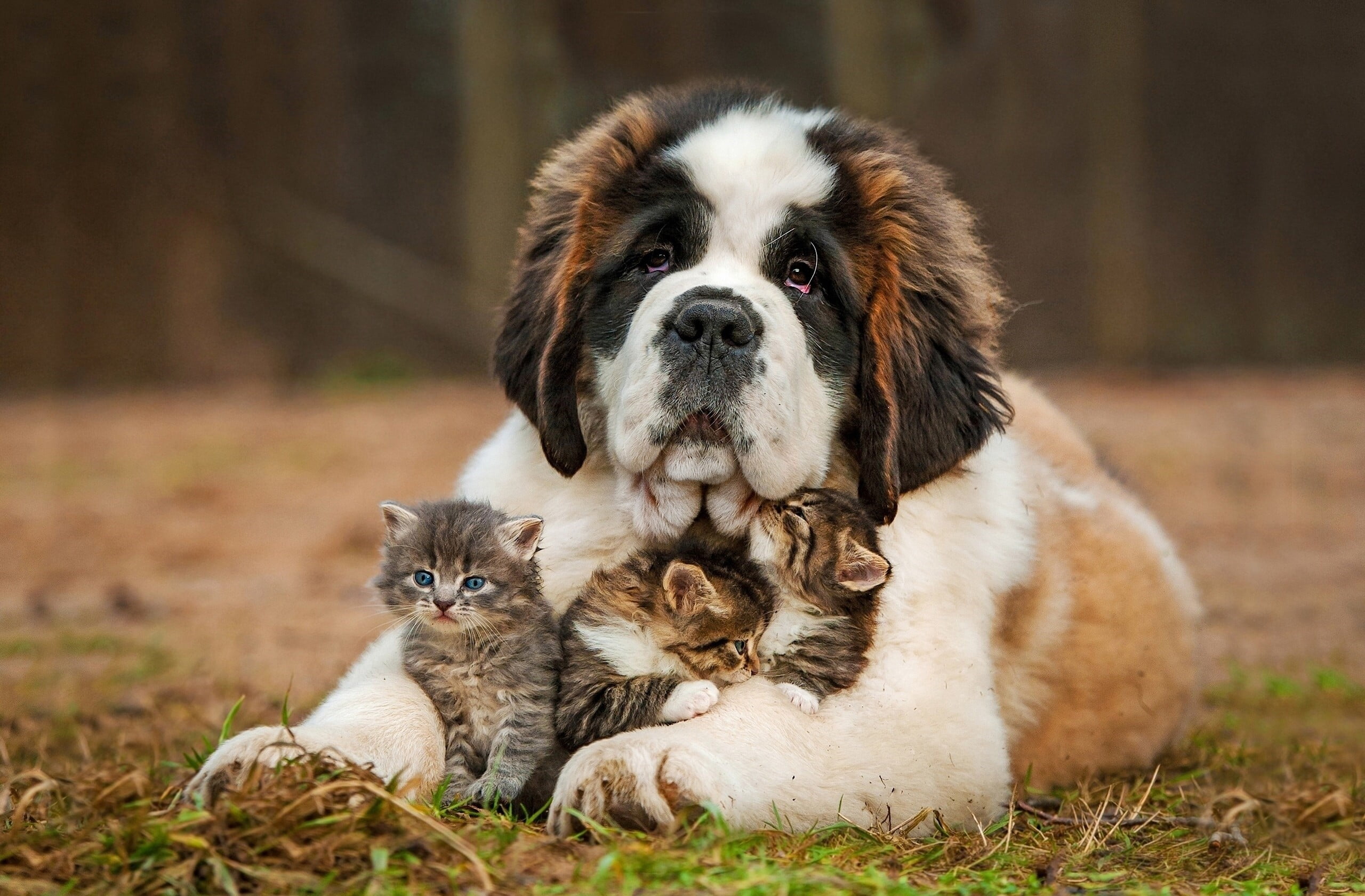 friendship, puppy, kittens, nature, three, canine, brown, 2K, pets, domestic, animal, tabby, looking at camera, bernard, portrait, looking, saint bernard, HD Wallpaper