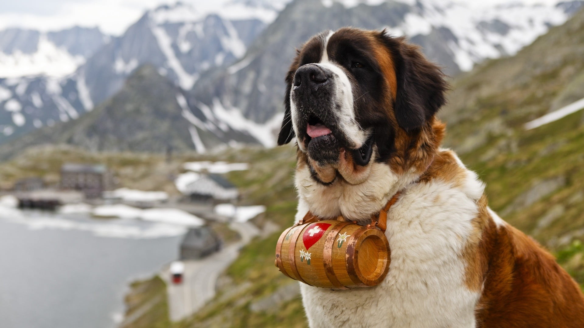 animal head, outdoors, looking, mountain range, pets, saint, snow, 1080P, mountain, Saint Bernard, bernard, domestic, scenics - nature, cold temperature, HD Wallpaper