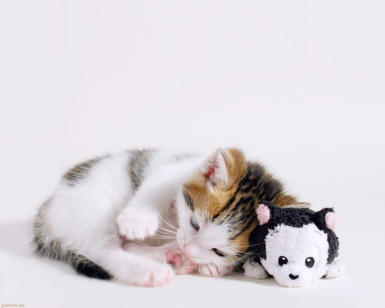 animal family, beside, kittens, cute, animal, copy space, indoors, baby animals, small, pets, lying down, group of animals, mammal, toys, cat, animals, HD Wallpaper