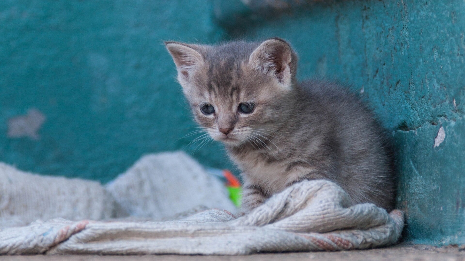 sitting, textile, gray, mammal, alone, looking at camera, vertebrate, domestic animals, tabby, pet, kittens, 1080P, domestic cat, kitten, pets, domestic, HD Wallpaper