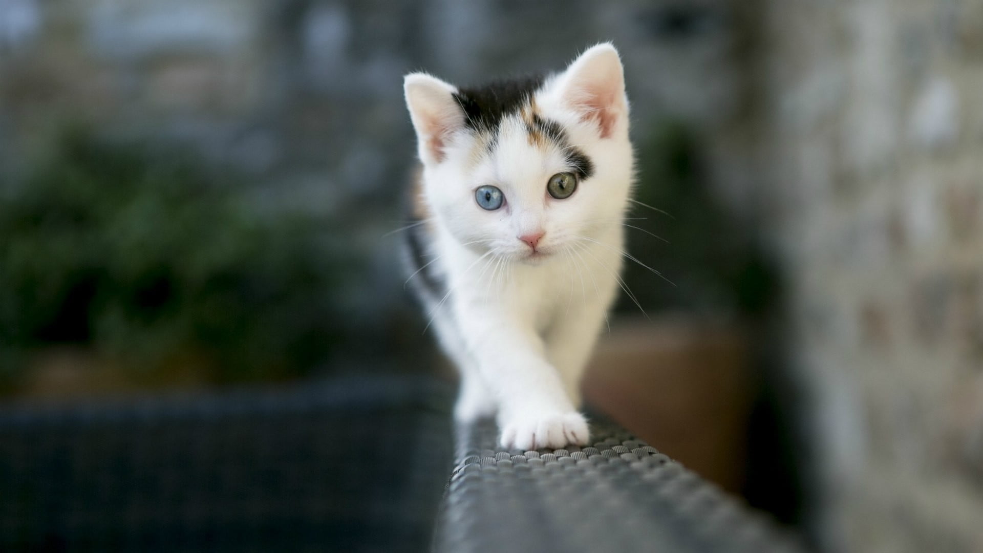 domestic animals, domestic, animal eye, whisker, mammal, 1080P, portrait, kittens, animals, vertebrate, domestic cat, selective focus, no people, cat, HD Wallpaper