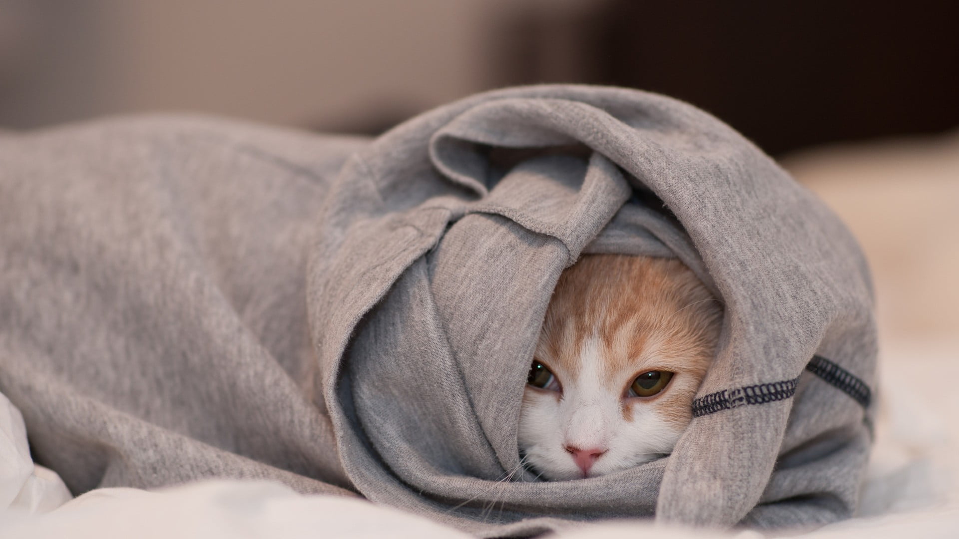 lying down, orange, innocence, sofa, domestic, blanket, one animal, animal themes, tabby, focus on foreground, indoors, furniture, animal head, animal, HD Wallpaper